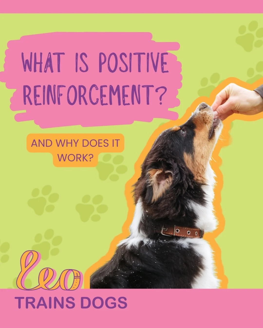 Training your dog should be a partnership, and your dog should never have to feel scared or uncomfortable when learning. Decades of research show that reinforcing desired behaviours is more effective than punishing away behaviours you don&rsquo;t wan