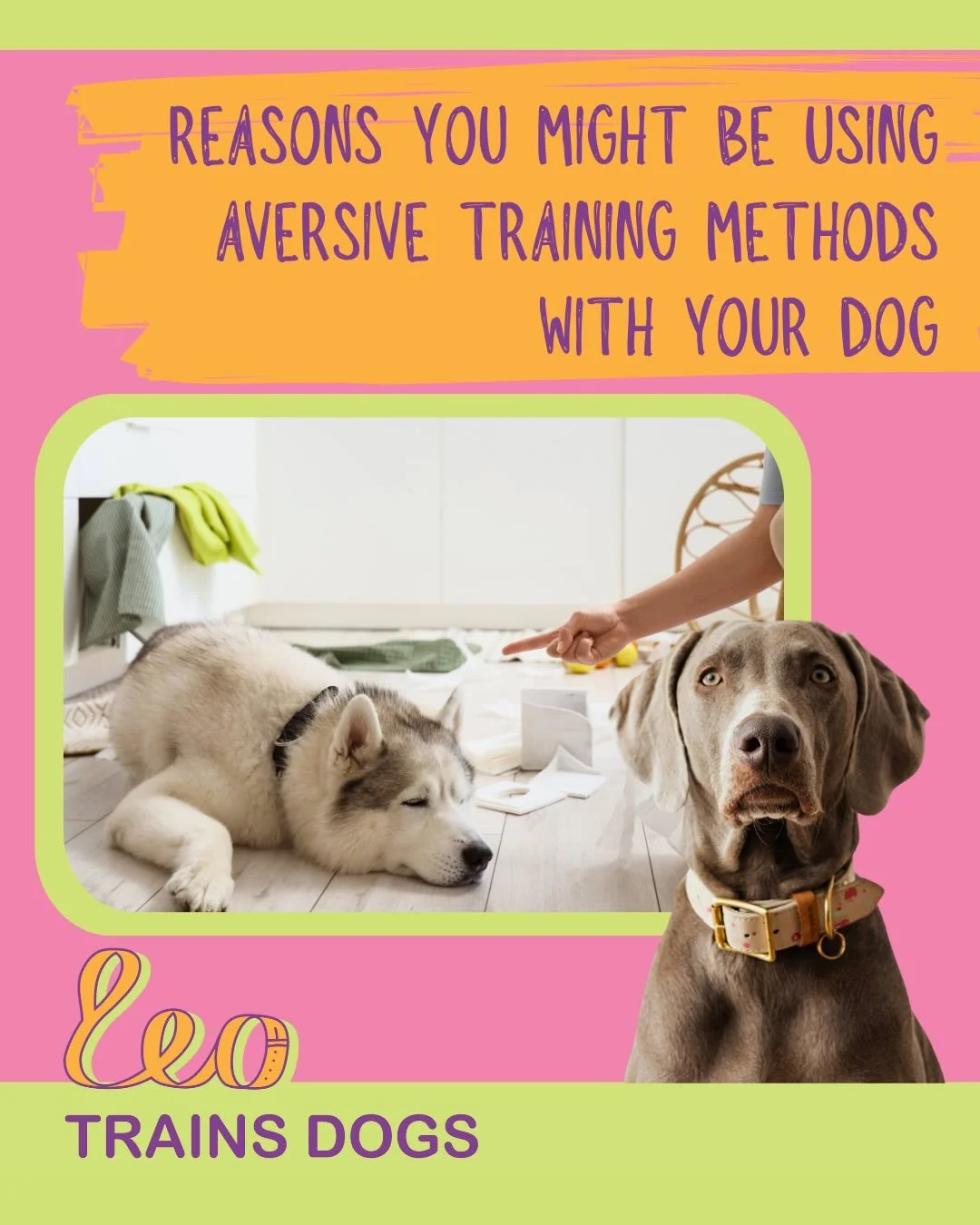 Aversive dog training through negative reinforcement or punishment is extremely common and widespread in our society and the average dog guardian uses it regularly.
Here are a few reasons why you might be or have used it to train your dog.

#positive