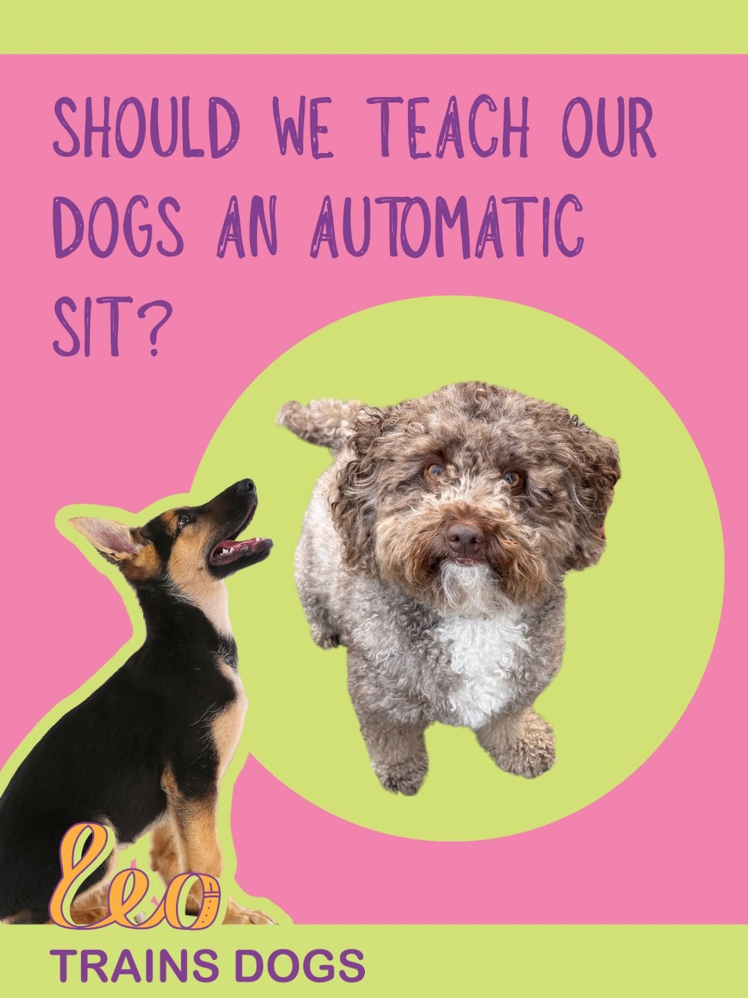 An automatic sit (where your dog offers a sit as a default behaviour in order to get a treat) looks like a really useful skill on paper. However in real life situations, it can actually often become more of a problem than a solution.

Why could it be