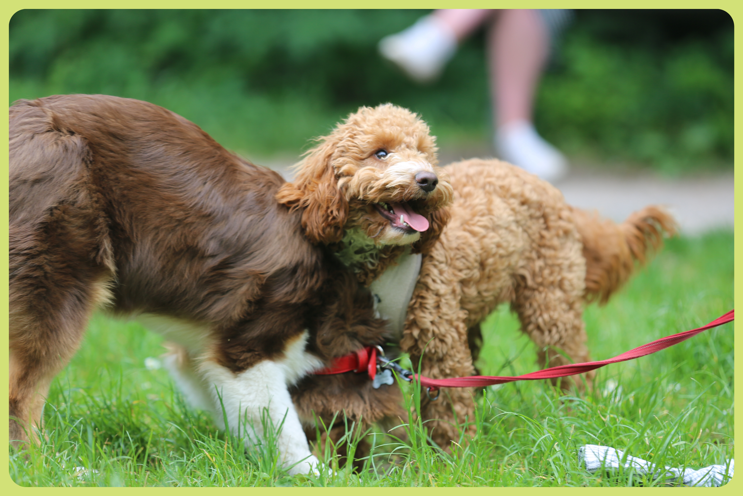australian shepherd and cockapoo puppies playing