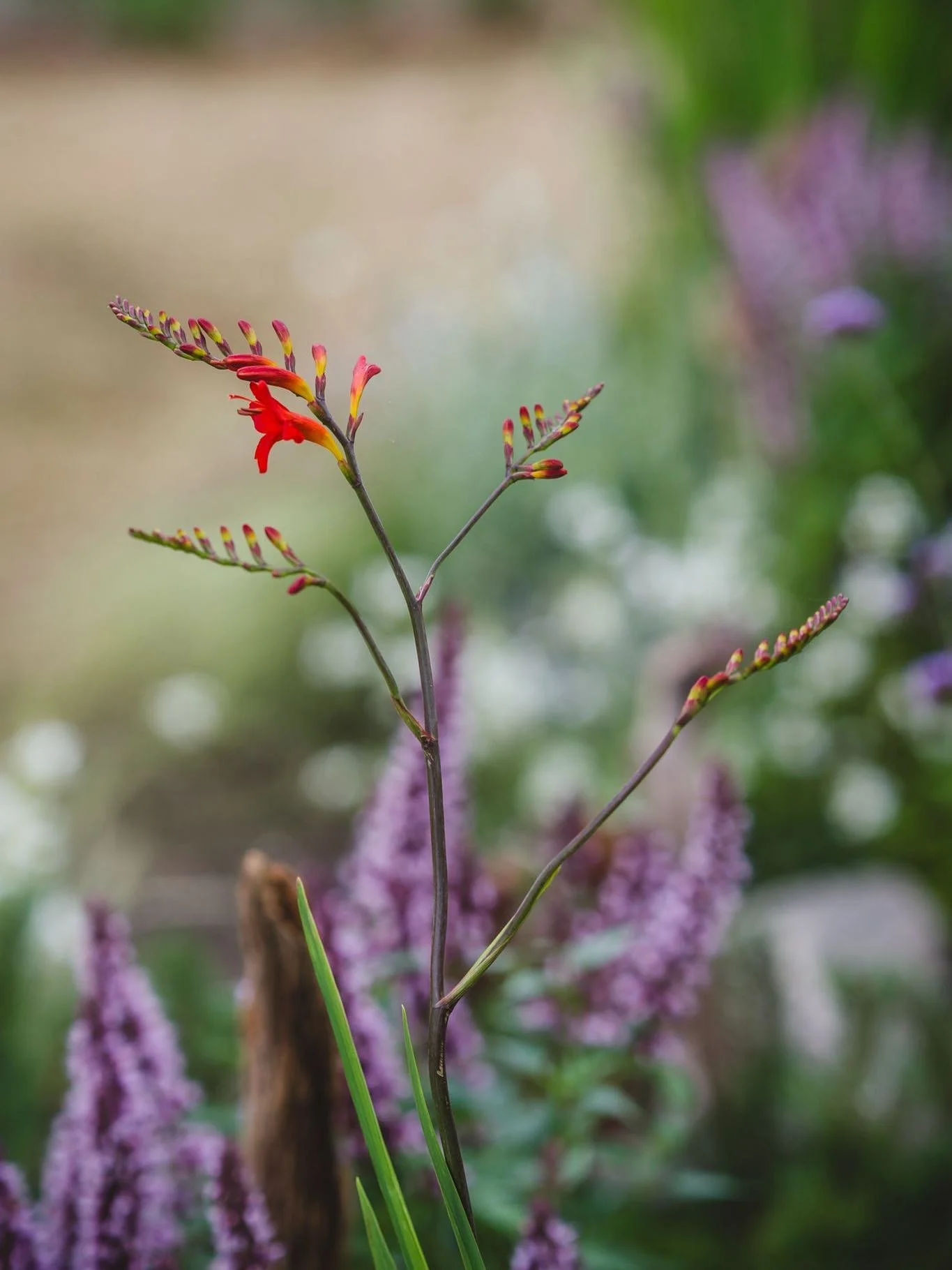 Beautiful pictures by @sophie_claire_gardens of my coastal border planting design for @rhshampton_showteam as part of the &lsquo;for the love of lamiaceae&rsquo; show garden.