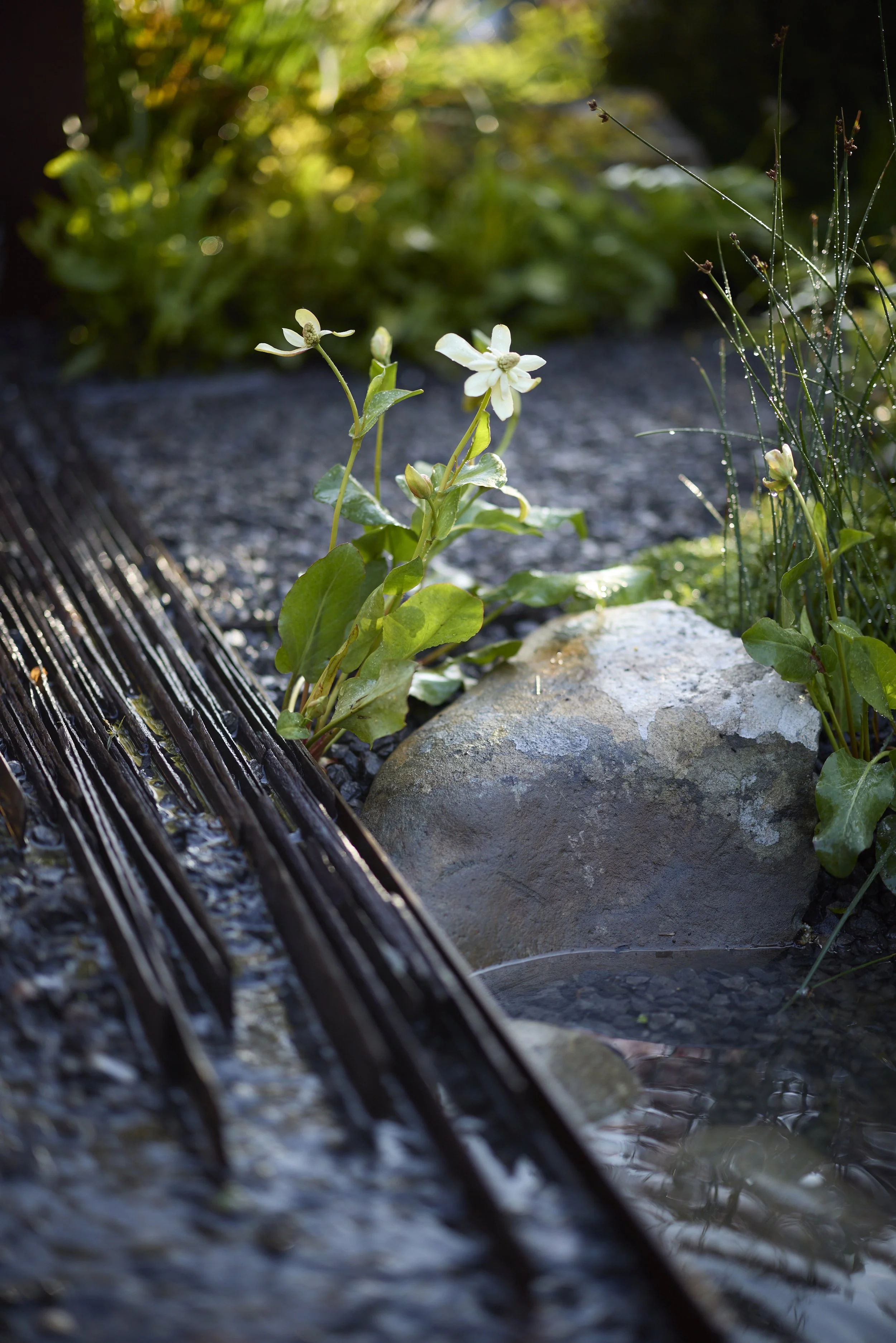 JH-RAIN GARDEN-Water-features_T2_3415.jpg