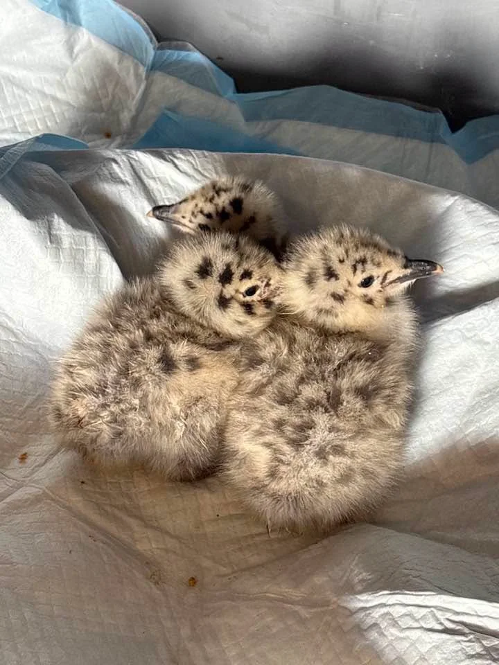 The Rock Wildlife Rescue