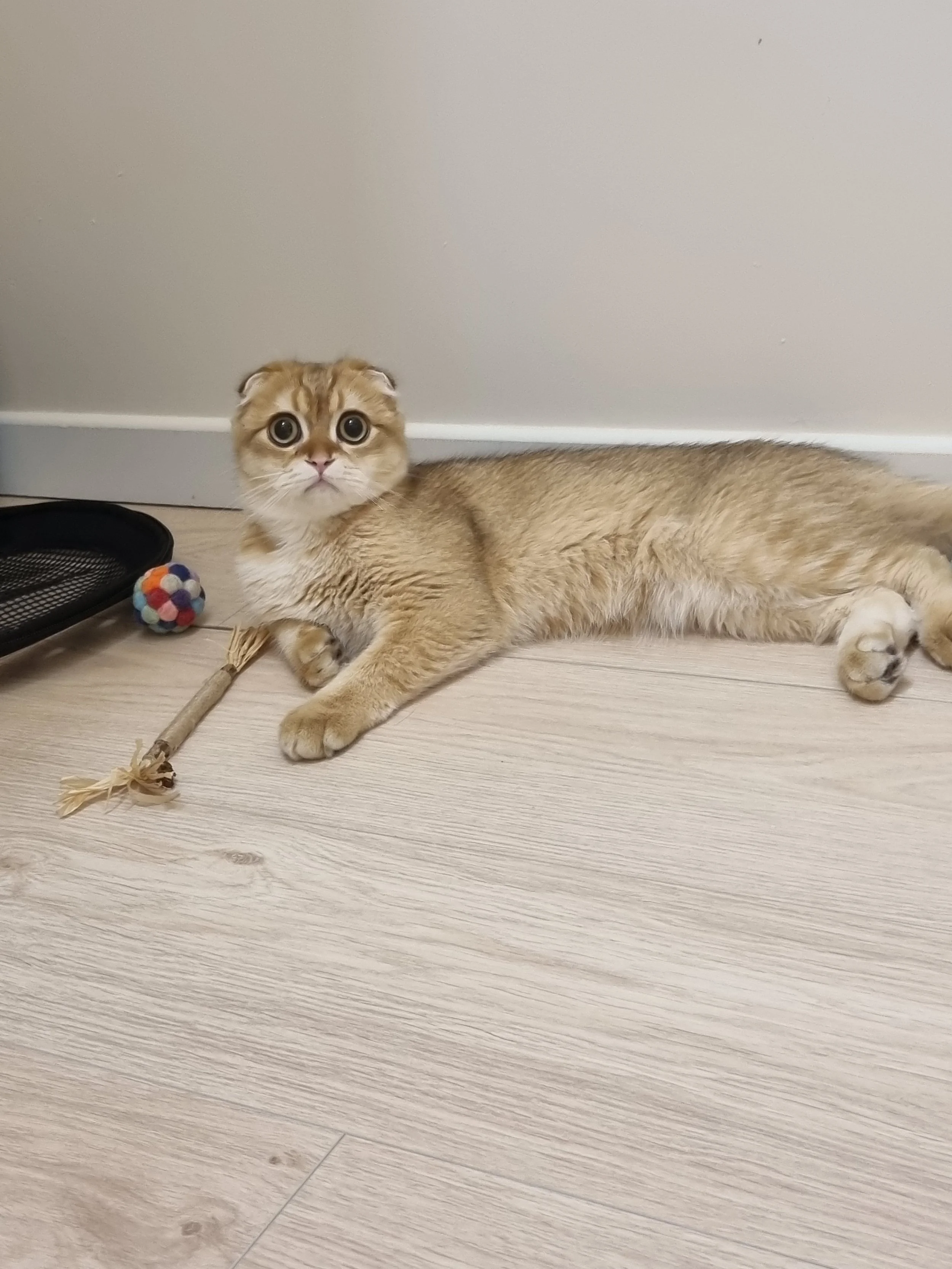Aldo