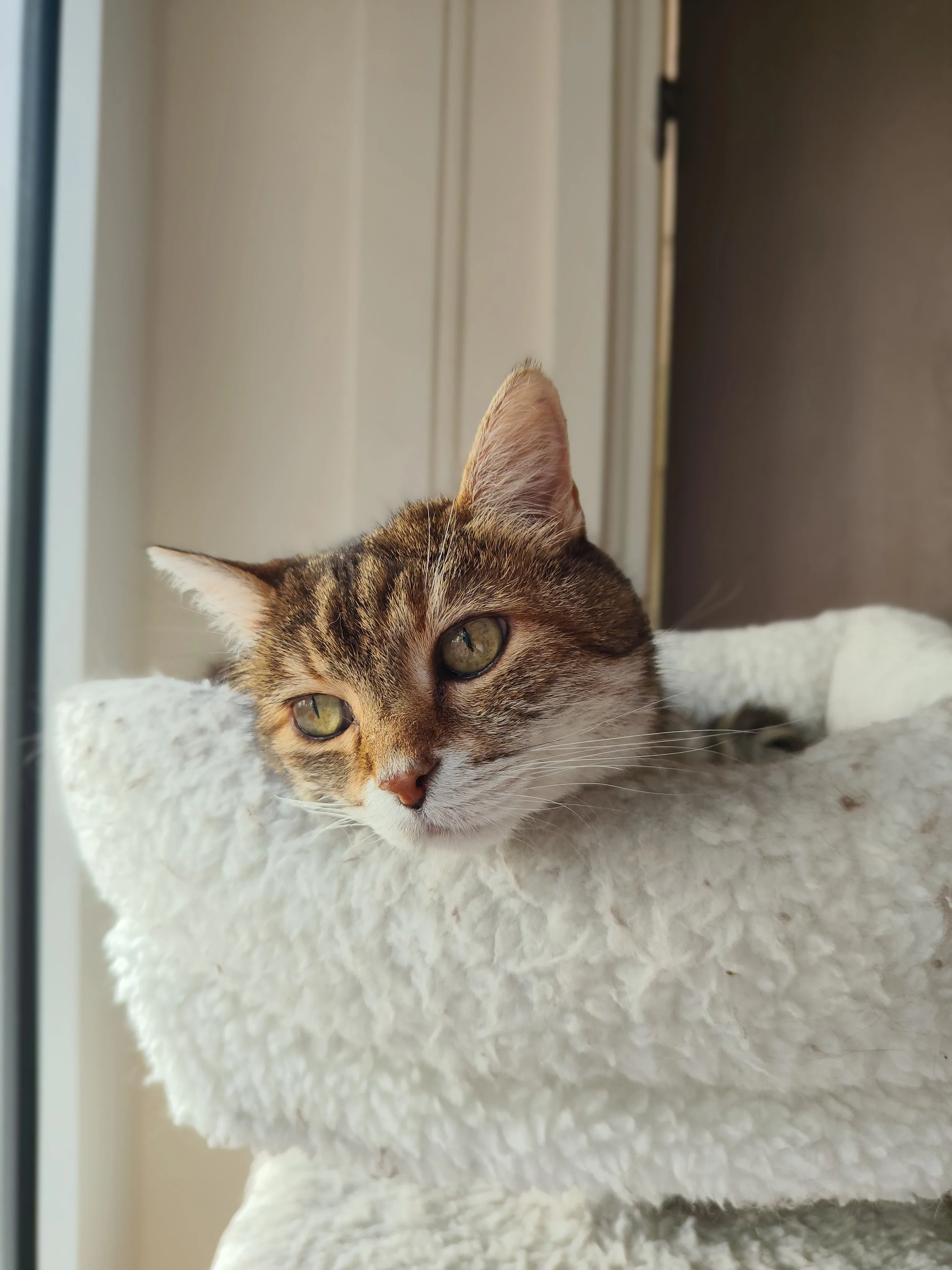 Choupi