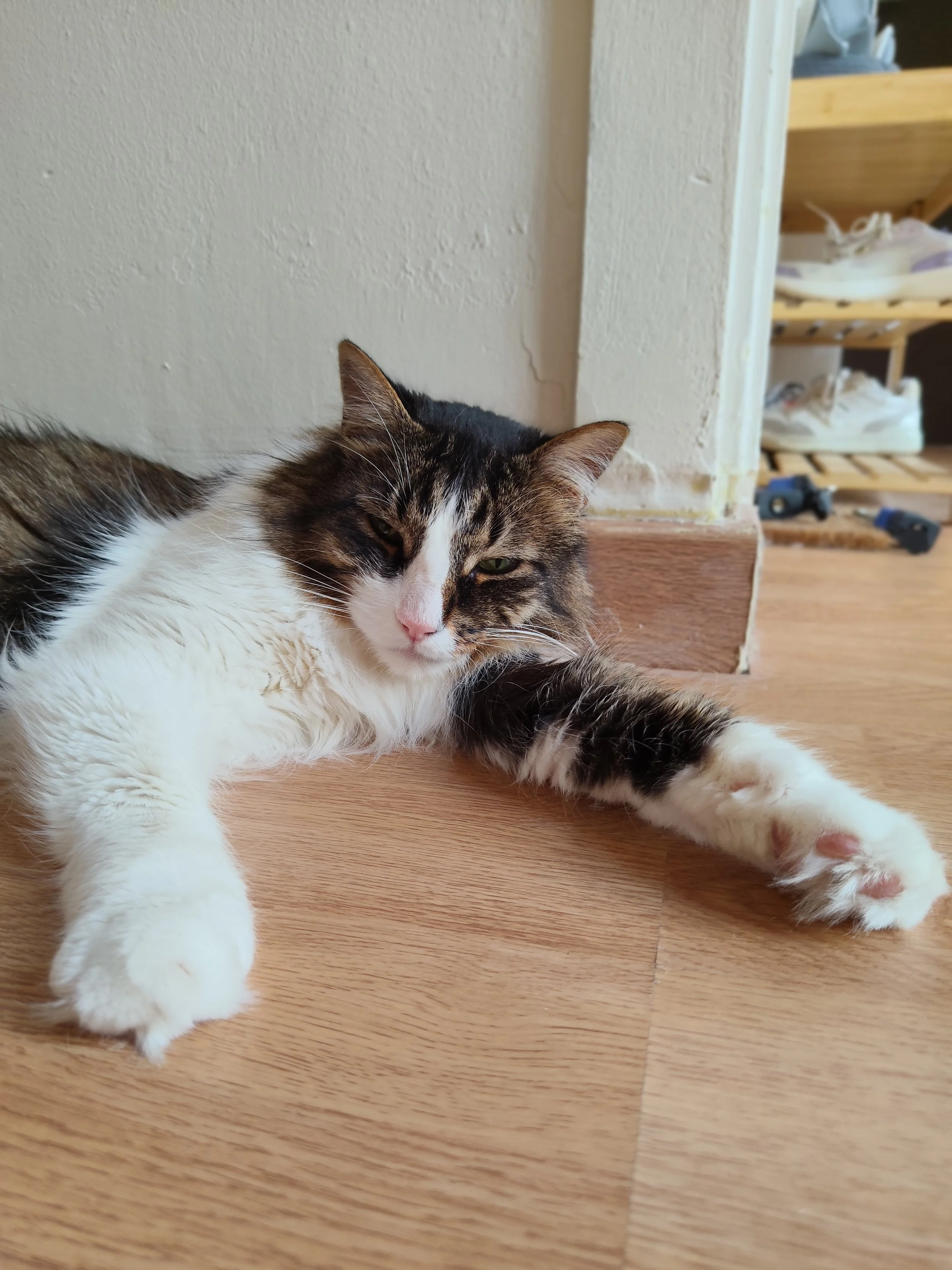 Aldo