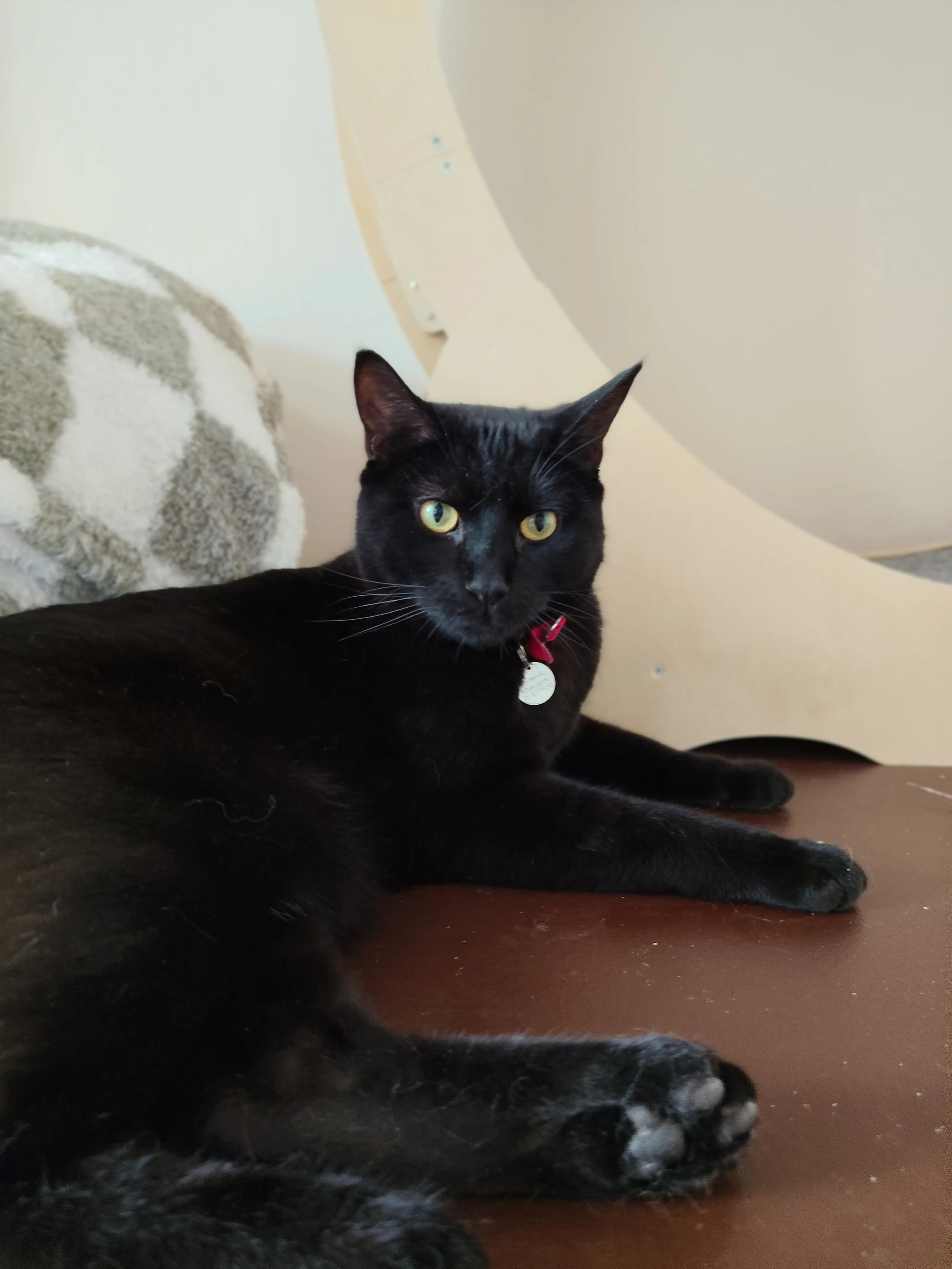 Chamallow