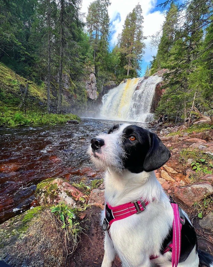 ☀️ M&Aring;NADENS SOLSKENSHISTORIA ☀️ 

H&auml;r kommer en h&auml;lsning fr&aring;n Axa fd Annika och matte Emilia. 

Axa och jag har varit med om en otrolig resa tillsammans. T&auml;nka sig att just hon skulle f&aring; komma till Dalarna f&ouml;r &o