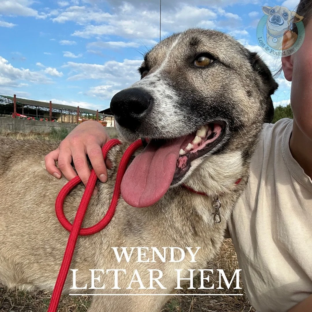 🩵WENDY LETAR HEM🩵

Wendys historia b&ouml;rjade flyendes l&auml;ngs en landsv&auml;g i den stekheta solen. Hon var utm&auml;rglad med m&auml;rken efter en kedja runt halsen. Under den &ouml;versta stressen g&ouml;mde sig en k&auml;rlekst&ouml;rstan