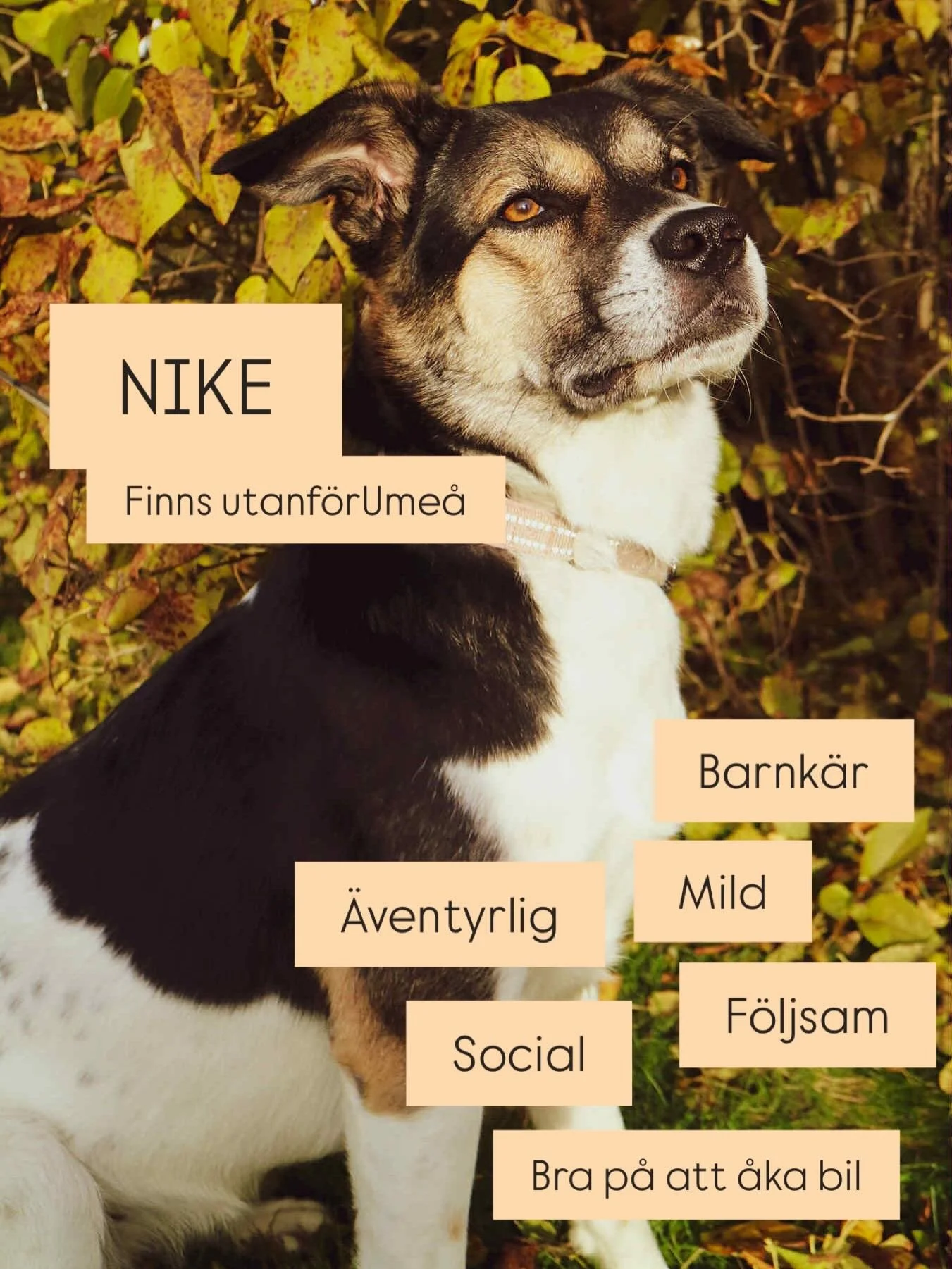 Nike och Obi vill ocks&aring; hitta hem&hellip;..🧡

Dessa tv&aring; underbara individer letar fortfarande efter sina respektive 4-ever hem d&auml;r dom f&aring;r tumla runt bland h&ouml;stl&ouml;ven, mysa under en varm filt och k&auml;nna julen skym