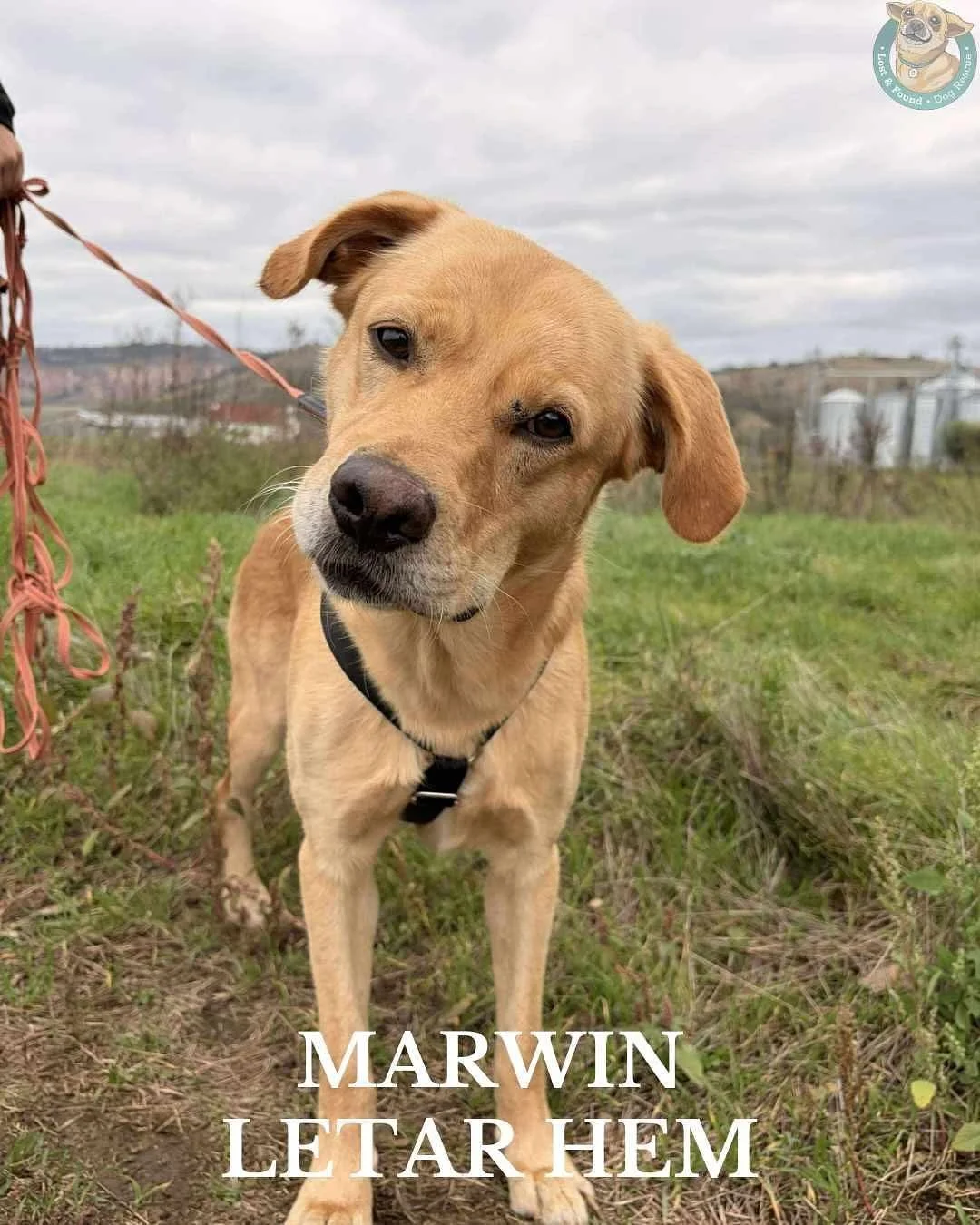 Marwin har aldrig sett n&aring;got annat &auml;n sheltermilj&ouml;. Hans liv startade p&aring; ett privat shelter som beh&ouml;vde st&auml;nga. De hundar som bodde d&auml;r riskerade att mista sina liv eller hamna p&aring; gatan. Lyckligtvis fanns de
