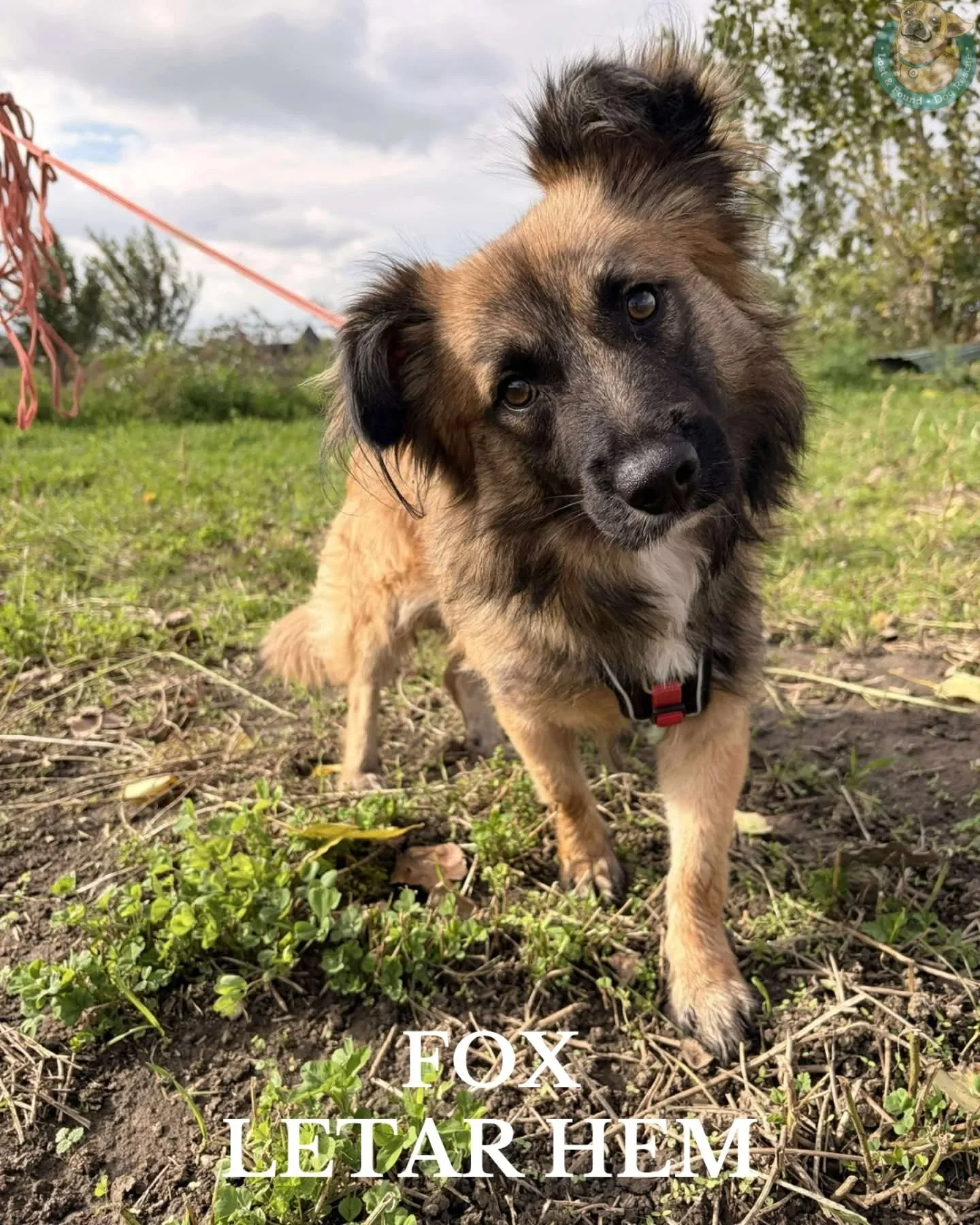 🤎 FOX LETAR HEM 🤎

Fox &auml;r en mjuk, nyfiken och unders&ouml;kande kille som har varit p&aring; sheltret l&auml;nge nu. N&auml;r vi g&aring;r in mot hans box ser vi en viftande svans som bara l&auml;ngtar efter att f&aring; komma ut. V&auml;l ut