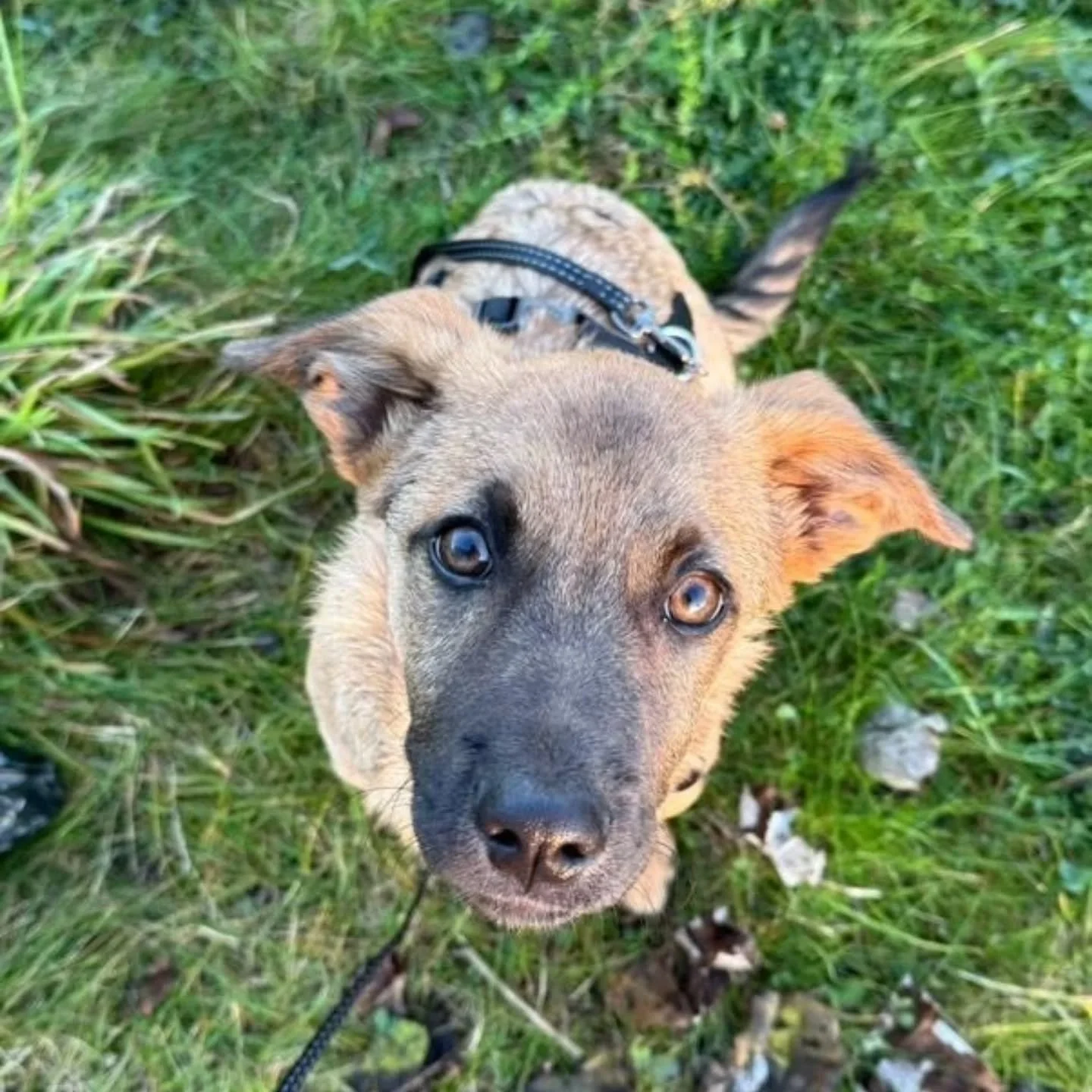 Rus liv startade i mis&auml;r och ni alla fick f&ouml;lja hans historia i stories. N&aring;gonstans mitt i allt s&aring;g hans nya matte honom och h&ouml;rde av sig. 
Nu har Ru varit i Sverige i tv&aring; veckor och s&aring;h&auml;r skriver matte Bea