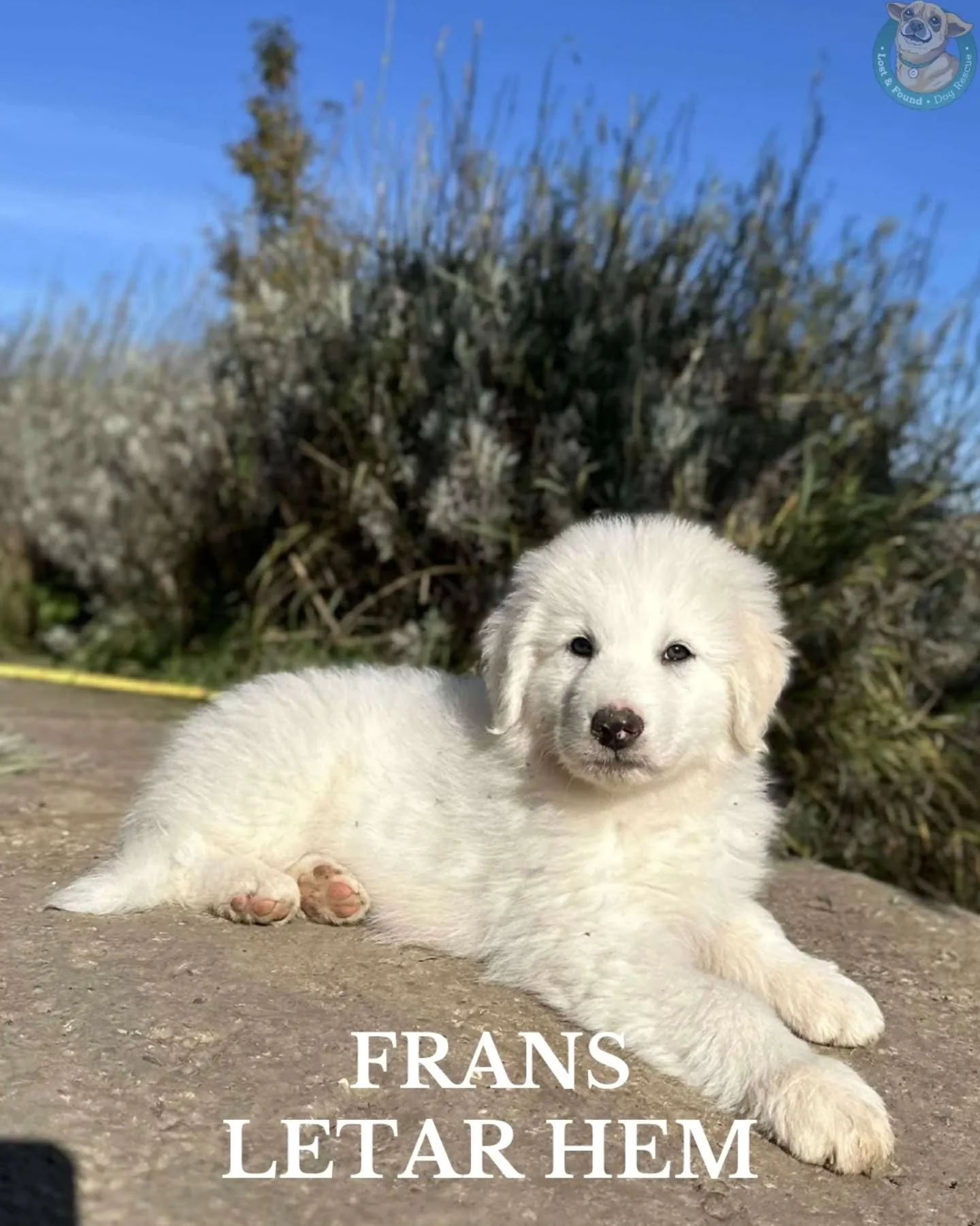 ❤️ FRANS LETAR HEM ❤️

L&auml;ngs en trafikerad v&auml;g, mitt bland susande bilar, l&aring;g en liten valp g&ouml;md i ett buskage. Ensam, full av torkade kardborrar och med en ledsen och f&ouml;rvirrad blick.  Det var Frans.

Han bor just nu i fost