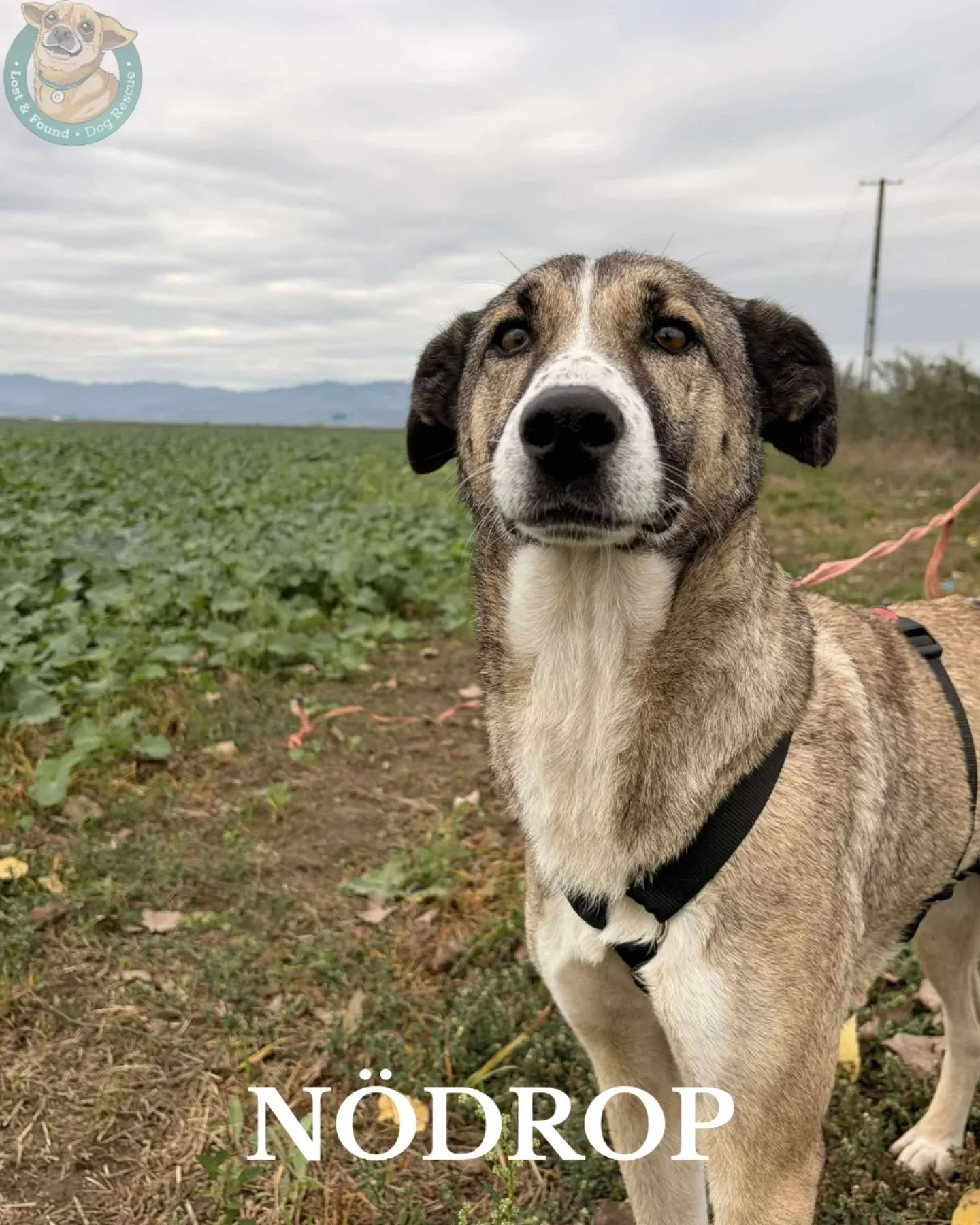 🤍 N&Ouml;DROP F&Ouml;R WENDY 🤍

Wendy har suttit p&aring; sheltret l&auml;ngre &auml;n n&aring;gon borde beh&ouml;va. Vintern st&aring;r runt h&ouml;rnet och hennes tunna p&auml;ls kommer inte h&aring;lla kylan ute. D&auml;r finns ingen isolering, 