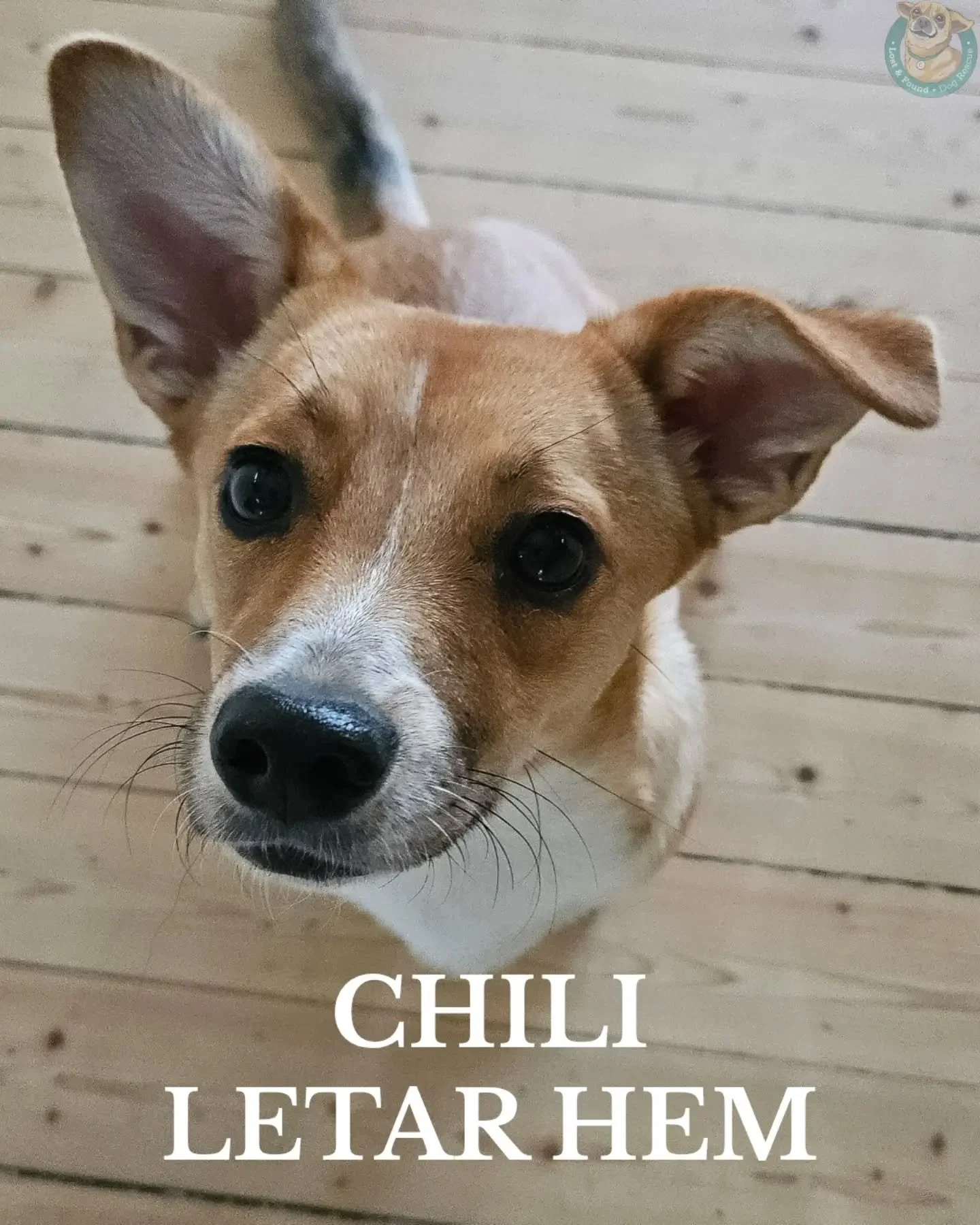 💚 CHILI LETAR HEM 💚

Chilis liv b&ouml;rjade p&aring; samma s&auml;tt som m&aring;nga andra valpars, ensam p&aring; gatan. Nu &auml;r hon ungef&auml;r 1 &aring;r och full av energi, gl&auml;dje och mycket personlighet. Hon &auml;lskar att vara ute,