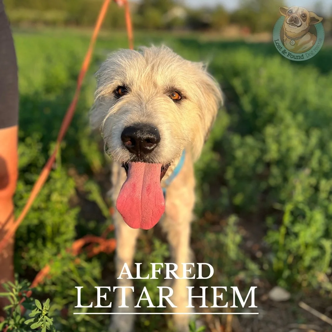 🩵Alfred letar hem🩵

I tv&aring; &aring;r satt Alfred fast i en kedja, intrasslad i en enda stor p&auml;lsmatta och med bara n&aring;gra f&aring; steg som hela sin v&auml;rld. Tack vare Andreea &auml;r han nu fri fr&aring;n kedjan men hans v&auml;rl