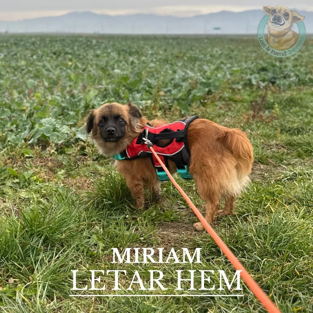 🩵Miriam letar hem🩵

Miriams historia b&ouml;rjade hos en familj. En familj som skulle ge Miriam k&auml;rlek och v&auml;rme, men som svek henne p&aring; det v&auml;rsta av s&auml;tt: genom att bruka v&aring;ld mot henne. Andrea r&auml;ddade henne oc