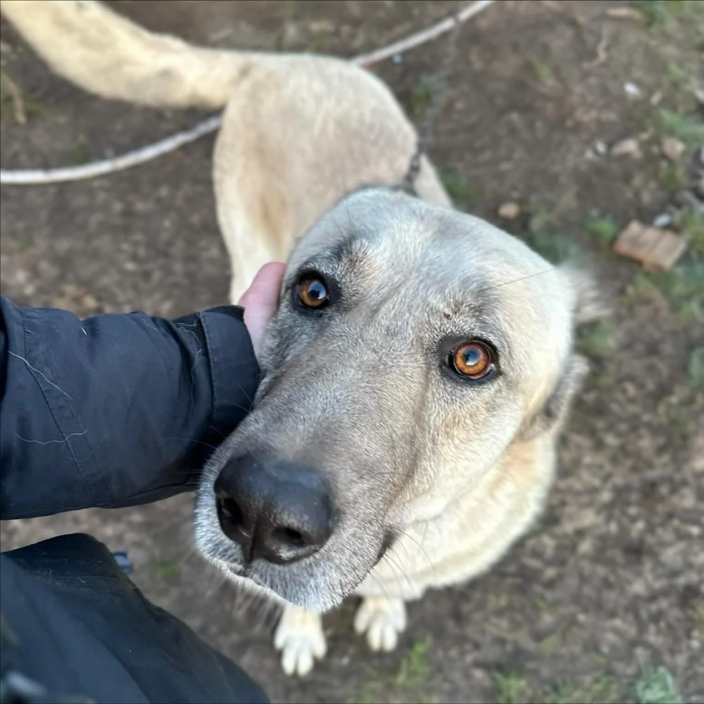 Ni fr&aring;gar ofta om Romeo. Hunden som suttit hela sitt liv i en tung k&auml;tting i Julias by. Vi har inte haft n&aring;gonting att uppdatera om, f&ouml;rr&auml;n nu. 

Det &auml;r inte ovanligt att st&ouml;ta p&aring; hundar som sitter i kedja i