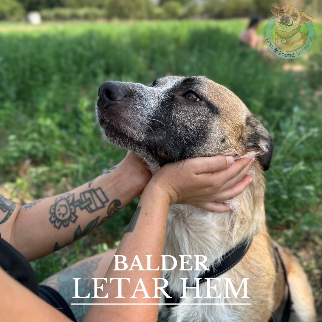 🩵Balder letar hem🩵

En varm sommardag hittades Balder. Han var kraftl&ouml;s, utm&auml;rglad och t&auml;ckt av s&aring;r. Trots att han k&auml;mpade f&ouml;r sitt liv viftade han glatt p&aring; svansen n&auml;r han h&ouml;rde Andrea n&auml;rma sig.