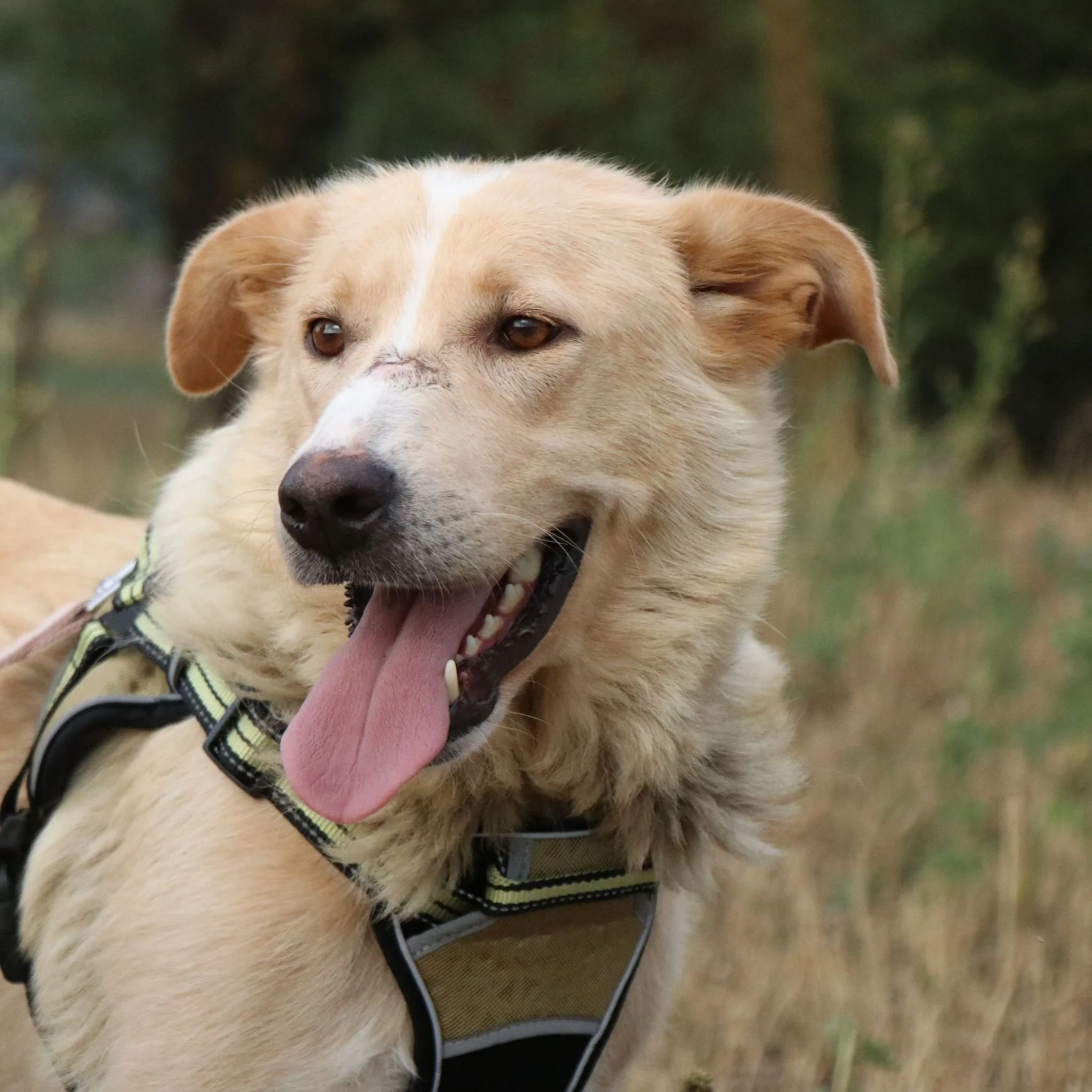 En hund med vit och brun päls sitter på gräs framför vita blommor.