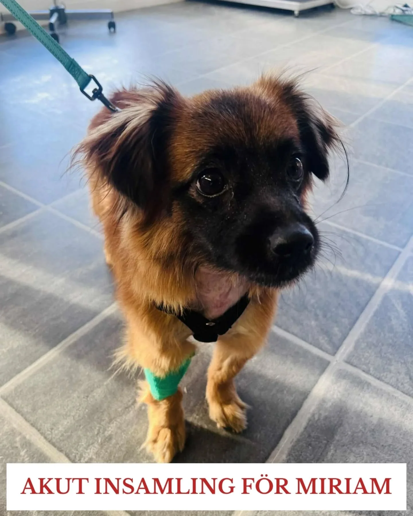 ❗️AKUT INSAMLING: R&ouml;ntgen &amp; utredning f&ouml;r Miriam❗

Miriams liv i Rum&auml;nien gav henne erfarenheter som ingen hund ska beh&ouml;va b&auml;ra. Hon r&auml;ddades av Andreea fr&aring;n ett hem d&auml;r hon blivit slagen, och togs till sh