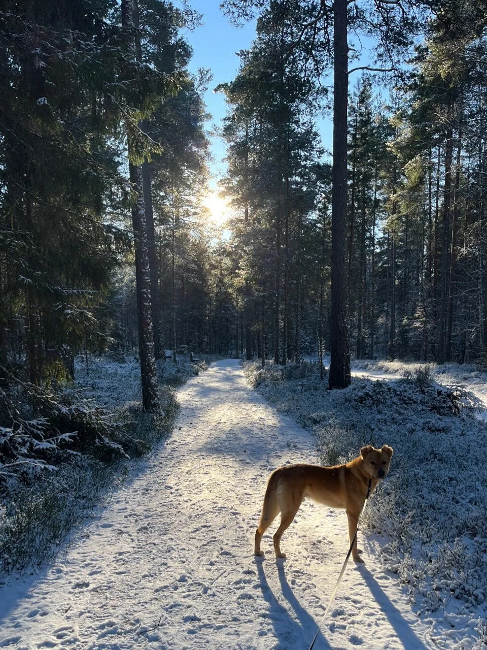 ☀️ M&Aring;NADENS SOLSKENSHISTORIA ☀️ 
&Aring;rets sista h&auml;lsning kommer fr&aring;n Bj&ouml;rne och hans familj;

&rdquo;Bj&ouml;rne v&aring;r Bj&ouml;rne🐻
1 september 2024 &auml;ndrades v&aring;ra liv f&ouml;r alltid! D&aring; kom du in i v&ar