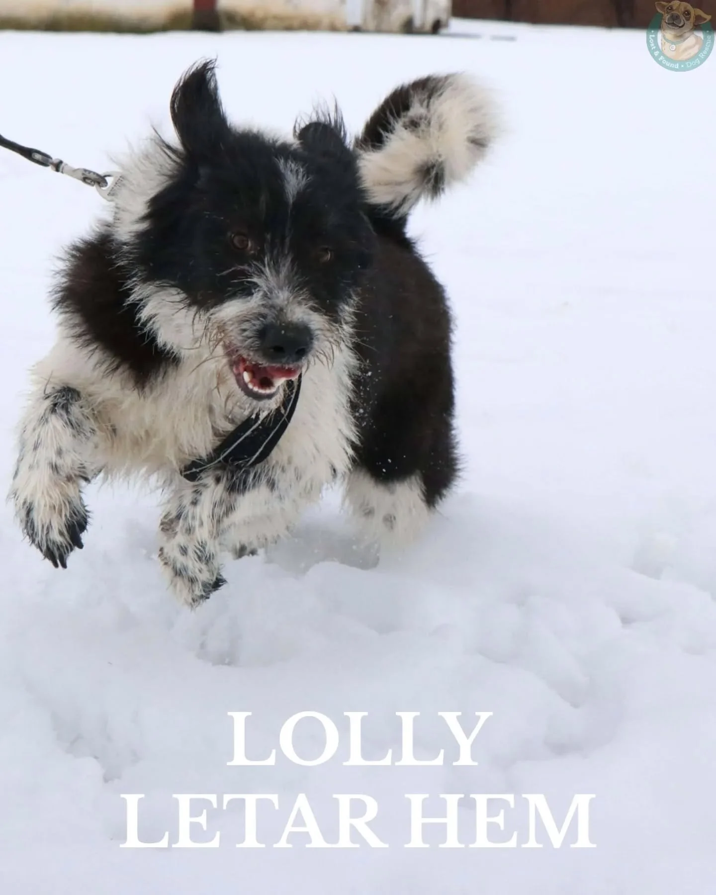 💙 LOLLY LETAR HEM 💙 

Lolly kom till sheltret som valp tillsammans med sin syster Dolly. Systrarna hade blivit illa behandlade och hanterade som leksaker, men nu skulle de f&aring; en andra chans. Dolly har nu hittat sitt hem men Lolly blev kvar. 
