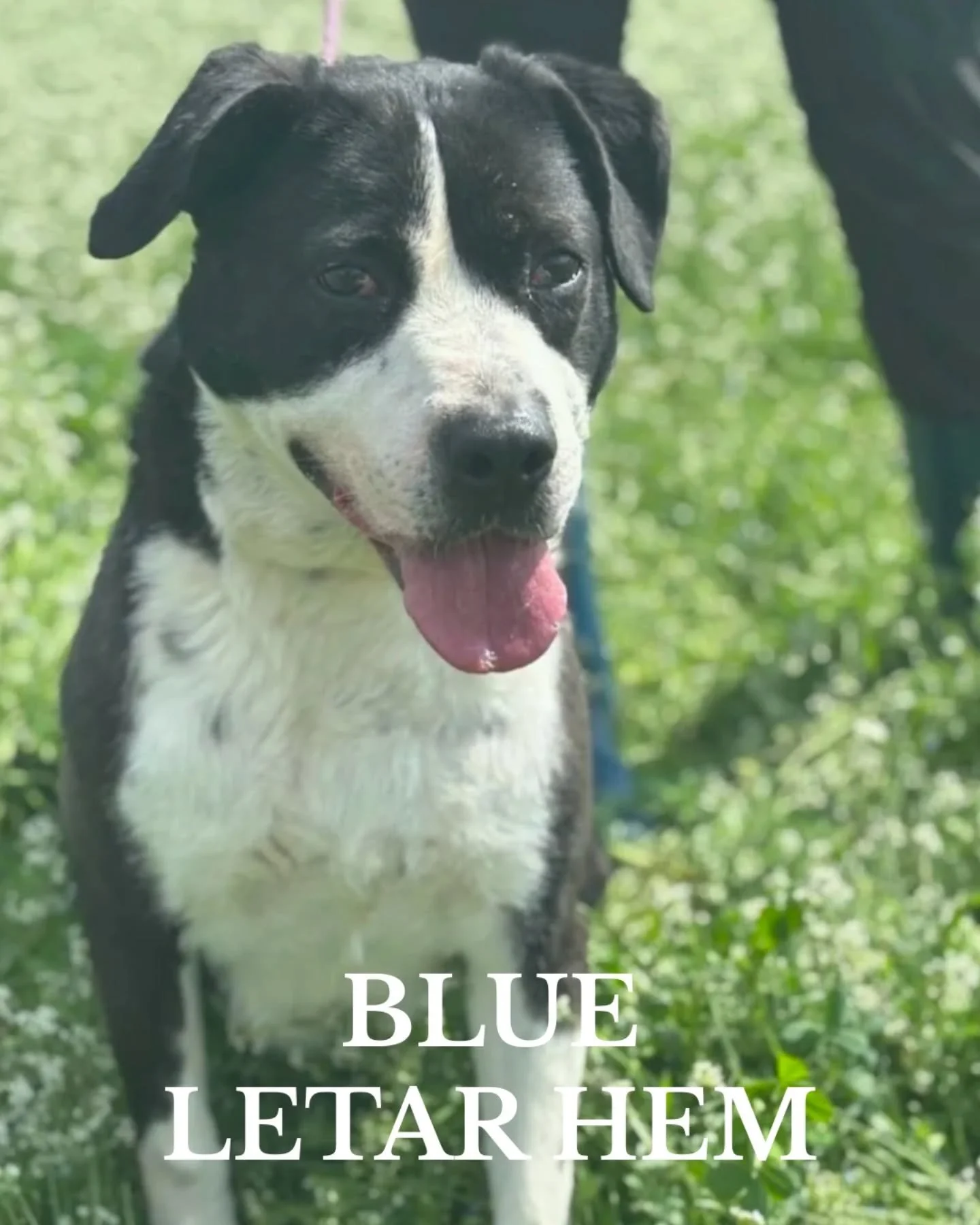 💙 BLUE LETAR HEM 💙

Senioren Blue har suttit p&aring; olika shelter hela sitt liv. Han togs in till ett shelter som valp av en person som st&aring;tt honom n&auml;ra, men som av r&auml;dsla och os&auml;kerhet kring hundlivet i Sverige aldrig v&arin