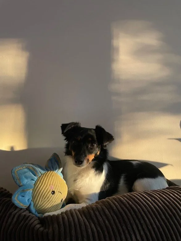 ☀️ M&Aring;NADENS SOLSKENSHISTORIA ☀️ 
H&auml;r kommer en h&auml;lsning fr&aring;n Rex&rsquo;s matte;

&rdquo;Rex 

Rex, Rex the kex, Reksikeksi, Terroristen - ja, k&auml;rt barn har m&aring;nga namn! 

Redan fr&aring;n f&ouml;rsta dagen var Rex s&ar