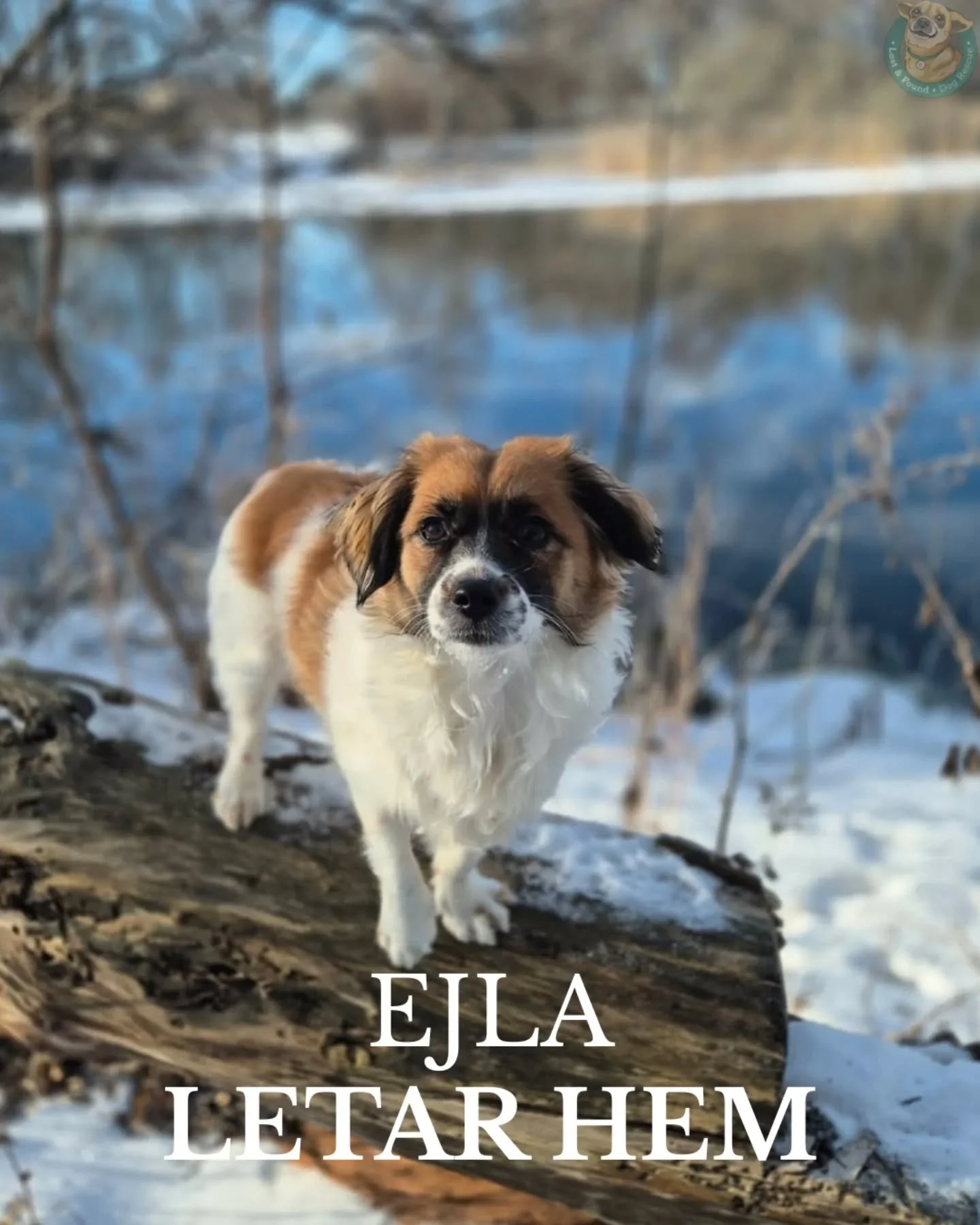 💙 EJLA FINNS I SVERIGE 💙

H&auml;r har ni Ejla, en tjej p&aring; ungef&auml;r 1,5 &aring;r. Hon &auml;r en riktig liten t&auml;nkare, charmig, busig och smart, men ocks&aring; ink&auml;nnande och k&auml;nslig f&ouml;r sin omgivning. Hon l&auml;ser 