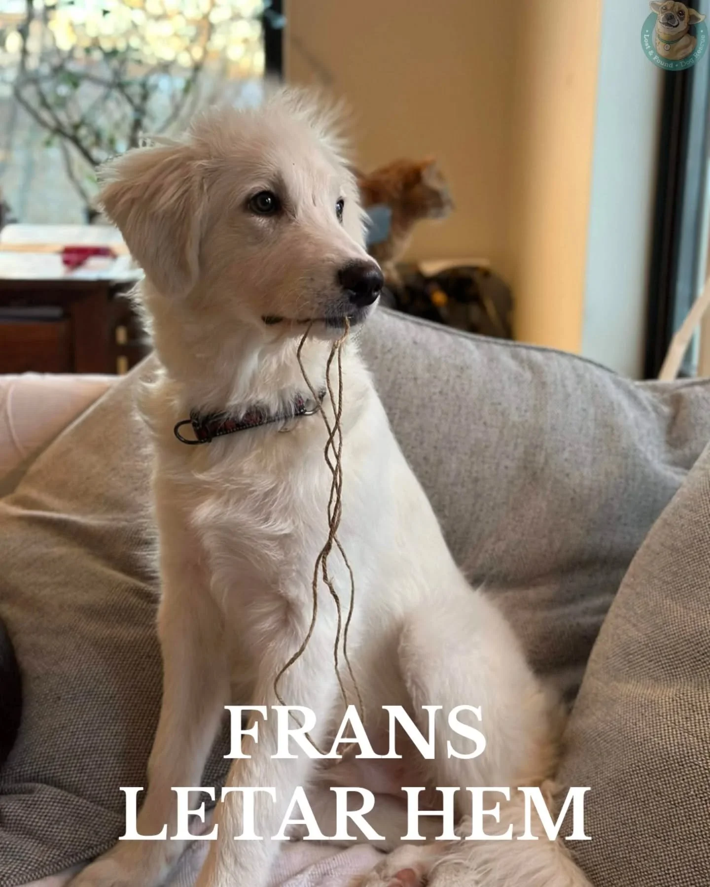 🩵 FRANS FINNS I SVERIGE 🩵

Zoomies? Japp.
Egen vilja? Absolut.
Fantastisk nos och tusen id&eacute;er i minuten? Sj&auml;lvklart.

M&aring;nga av er k&auml;nner s&auml;kert igen Frans. Den lilla lilla valpen som hittades helt ensam l&auml;ngs med en