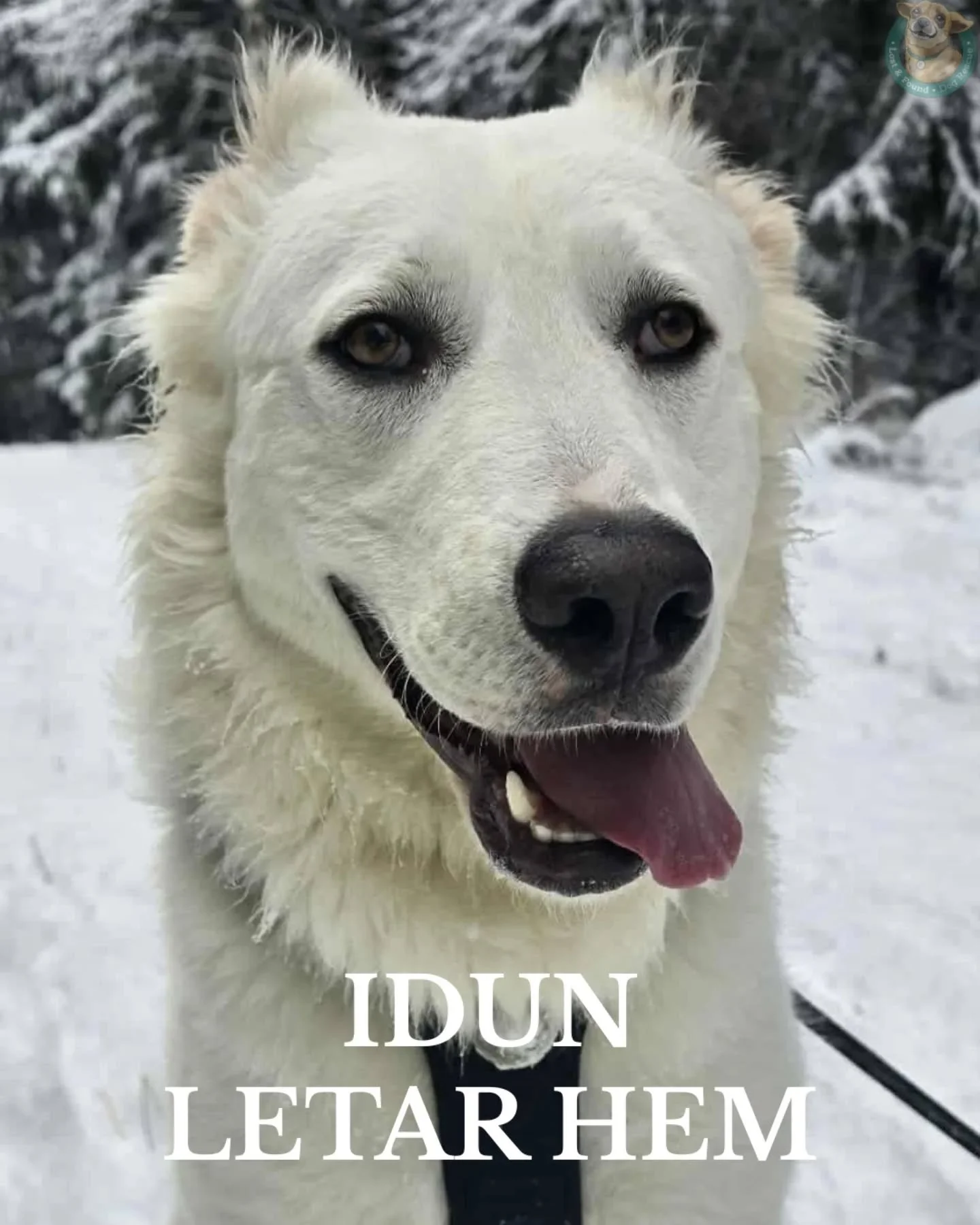 🤍 IDUN LETAR HEM 🤍

Idun &auml;r en go och glad tjej p&aring; strax &ouml;ver 1 &aring;r, en boskapsv&auml;ktarblandning p&aring; drygt 36 kg. 

Hon hittades l&auml;ngs med en h&ouml;gt trafikerad v&auml;g som valp, sv&aring;rt skadad efter att ha 