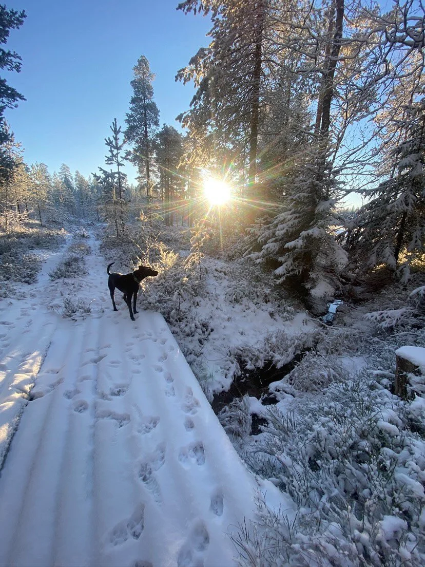 ☀️ M&Aring;NADENS SOLSKENSHISTORIA ☀️ 
H&auml;r kommer en h&auml;lsning fr&aring;n Spencers familj;

&rdquo;V&auml;rldens b&auml;sta Spencer
Spencer anl&auml;nde till Stockholm den 15 december 2024, och det blev k&auml;rlek vid f&ouml;rsta &ouml;gonk