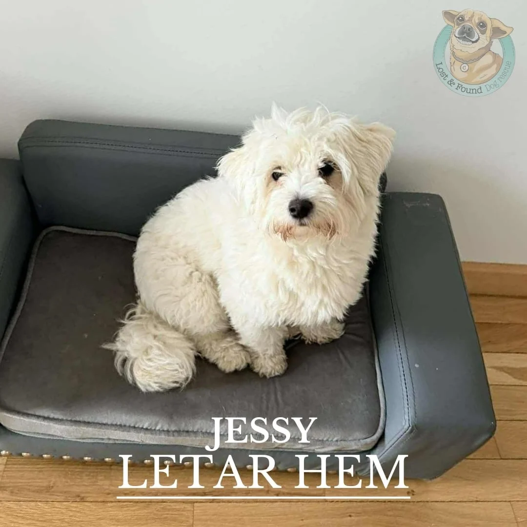 🩵 JESSY LETAR HEM 🩵

Jessy hittades ensam omkringvandrande i en by av v&aring;r shelterf&ouml;rest&aring;ndare Andrea. Hennes p&auml;ls var som en enda stor tova, men bakom all p&auml;ls syntes ocks&aring; ett par v&auml;nliga, hj&auml;lps&ouml;kan