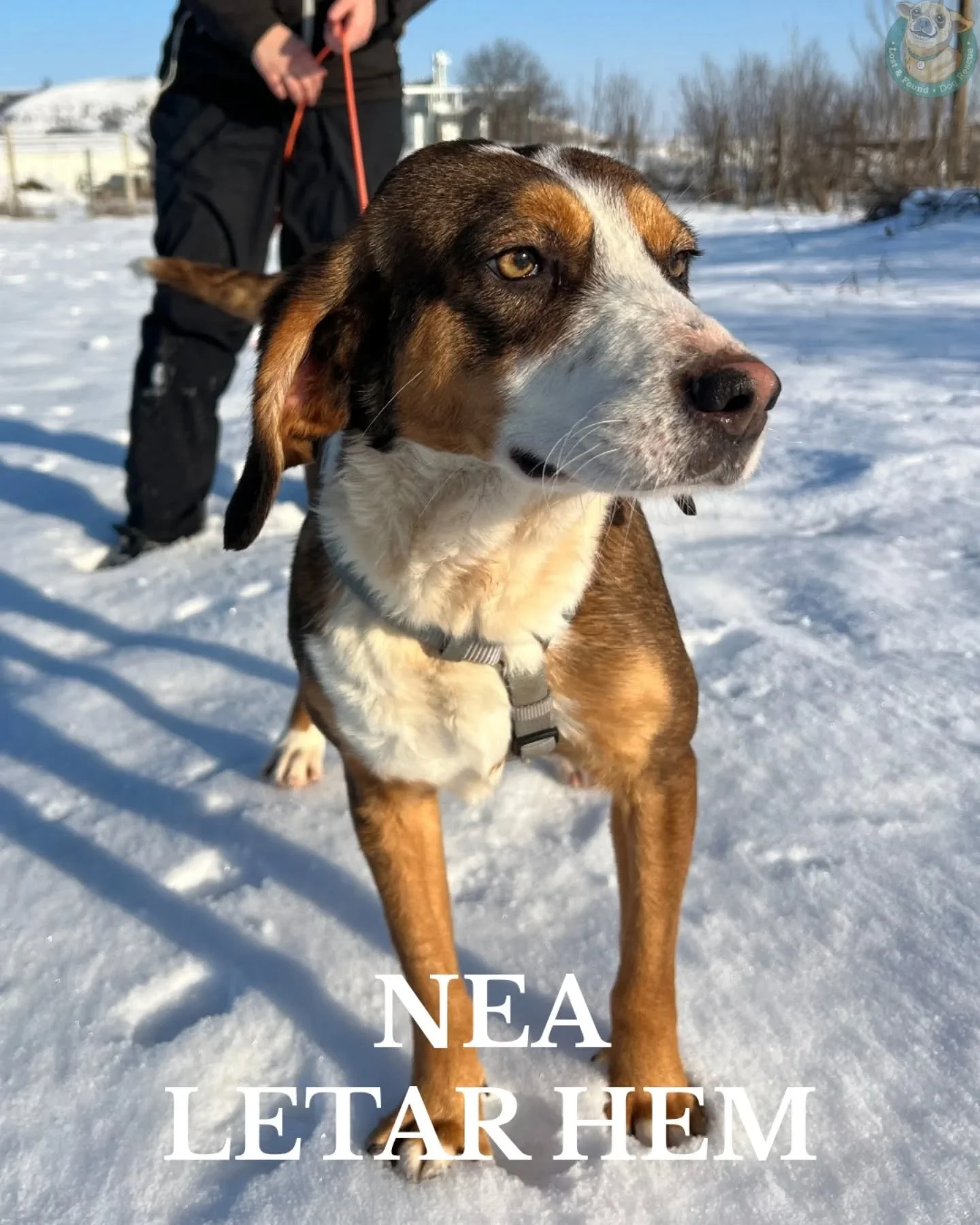 🤎 NEA LETAR HEM 🤎

Nea, ungef&auml;r 3 &aring;r gammal, har r&ouml;rt sig fritt i ett fj&auml;llomr&aring;de i flera &aring;r och varit en v&auml;lbekant syn i omr&aring;det. F&ouml;r n&aring;gra veckor sedan hittades hon pl&ouml;tsligt &ouml;vergi