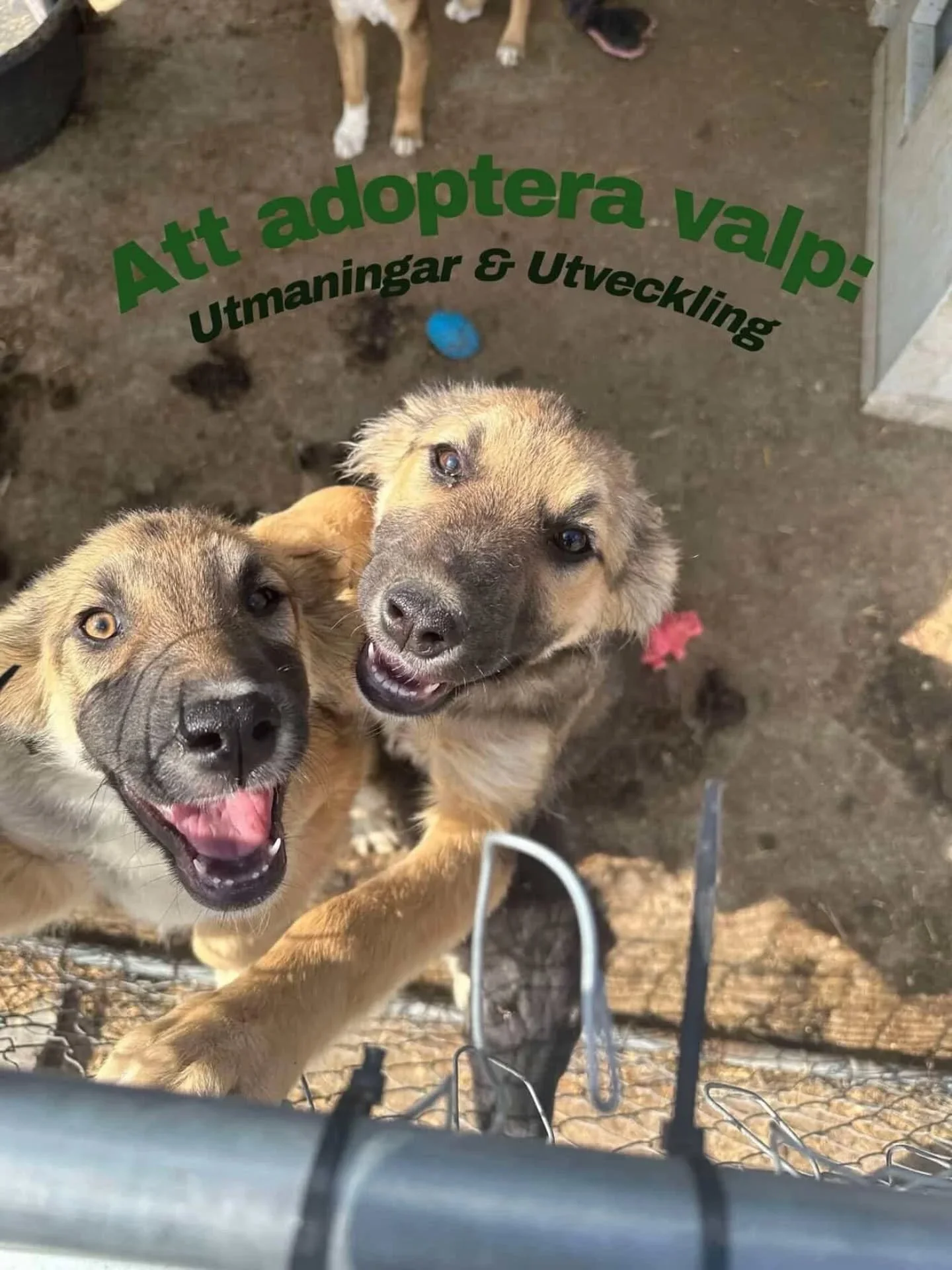 Hur &auml;r det egentligen att adoptera valp? Vi bad Louise och Wilma som adopterade syskonen Skorpan och Tjorven f&ouml;rra &aring;ret att ber&auml;tta om deras upplevelser, om utmaningar och f&ouml;rsta &aring;ret.

Louise om Skorpan: 
&rdquo;Iblan