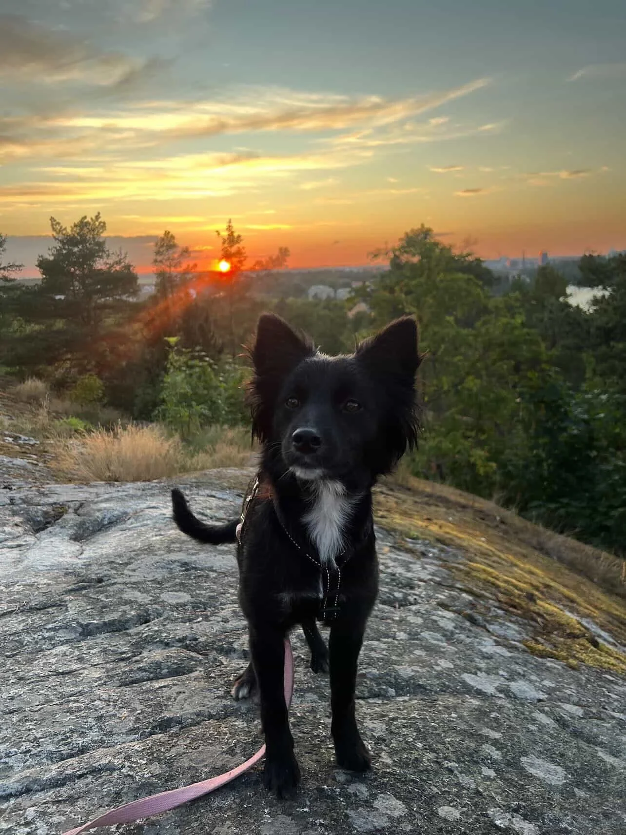 ☀️ M&Aring;NADENS SOLSKENSHISTORIA ☀️ 

H&auml;r kommer en h&auml;lsning fr&aring;n Toras familj. Sista bilden &auml;r ifr&aring;n n&auml;r Tora bodde p&aring; gatan i Rum&auml;nien.

&rdquo;N&auml;r Tora kom till oss var hon r&auml;ddast av alla i t