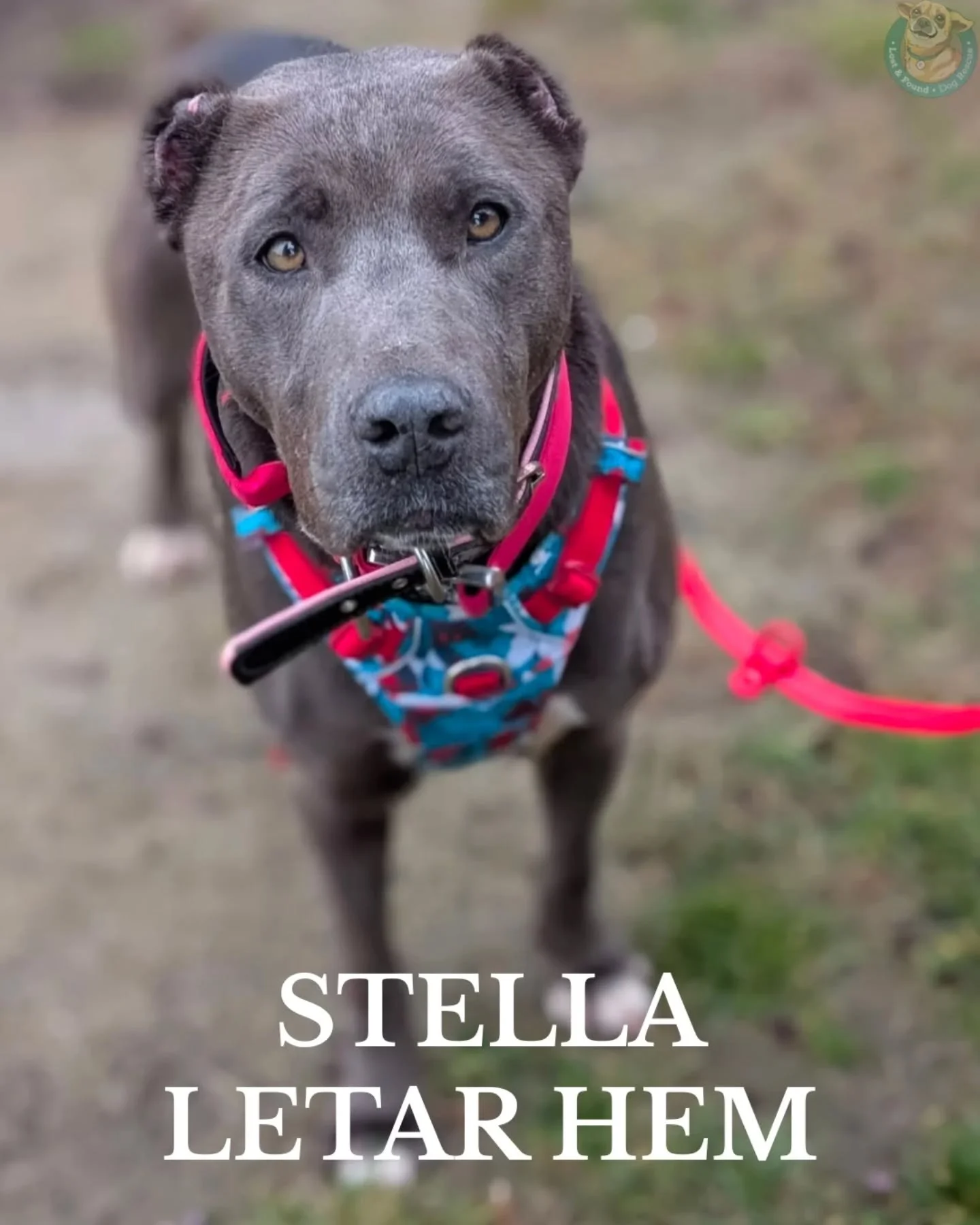 ❤️ STELLA LETAR HEM ❤️
Tik - f&ouml;dd 2020 - ca 30 kg / 65 cm

Stella hittades ensam p&aring; gatan i Rum&auml;nien i &aring;rsskiftet. Hon Hennes bakgrund &auml;r ok&auml;nd, och det vi ser idag &auml;r baserat p&aring; en begr&auml;nsad milj&ouml;