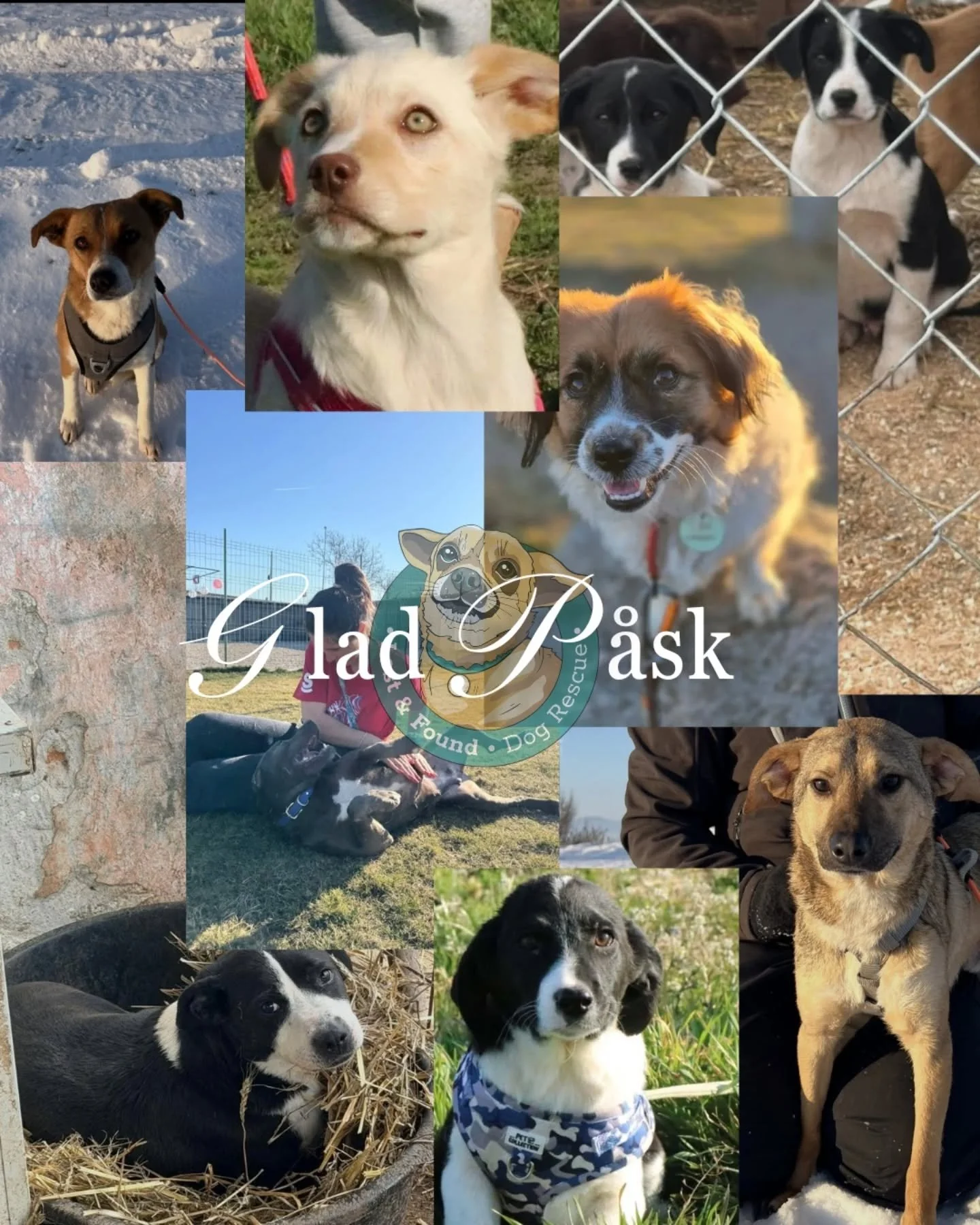 Glad P&aring;sk fr&aring;n oss i Lost &amp; Found - Dog Rescue och alla de hundar som fortfarande letar hem. 

Vill ni bidra till v&aring;rt arbete? Swisha en p&aring;skpeng till 123 11 62 460 💛🐤

Hoppas ni f&aring;r en fin helg!