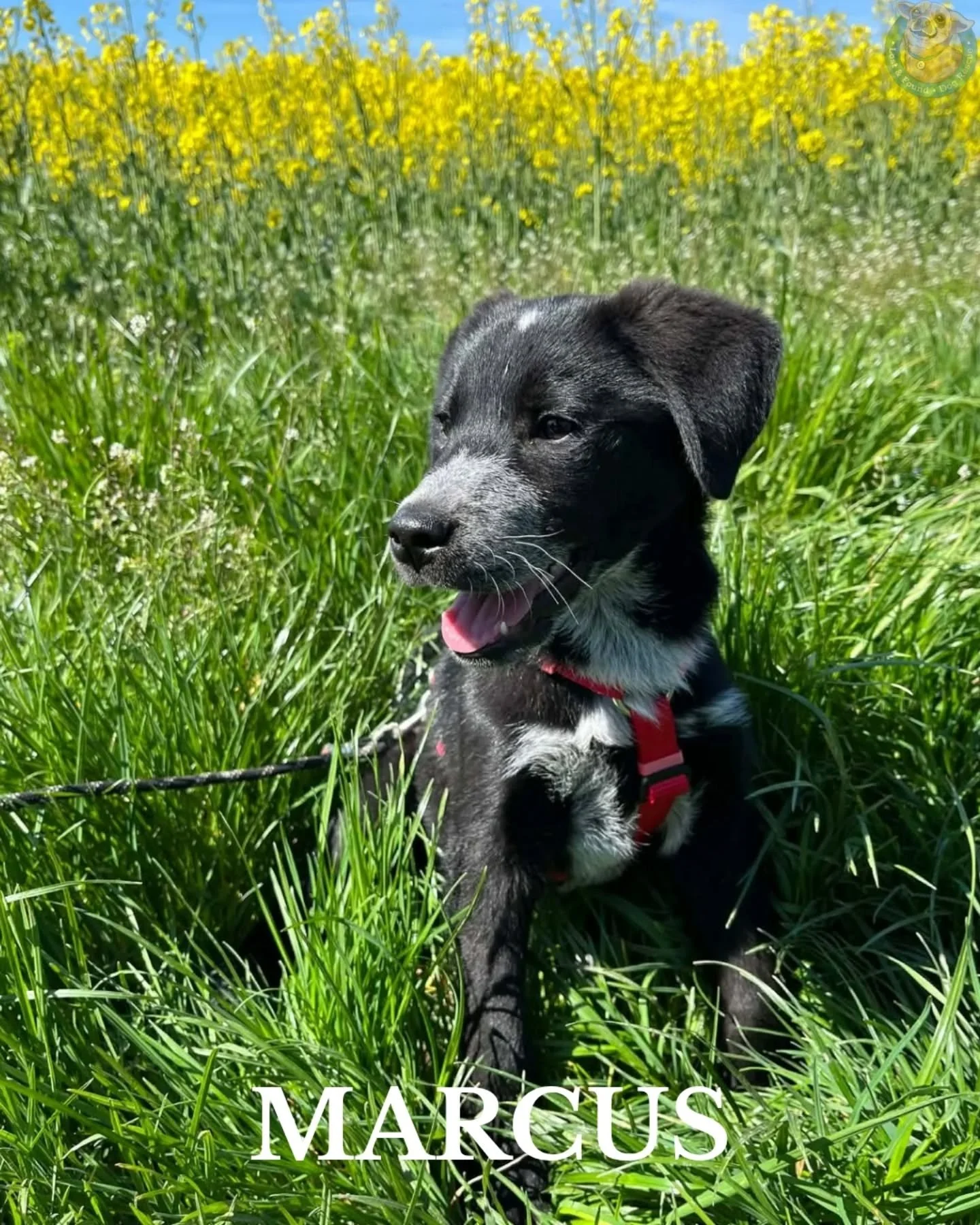 N&aring;gra av nykomlingarna som kommer dyka upp p&aring; hemsidan fram&ouml;ver. I v&aring;r highlight "letar hem" har alla stories fr&aring;n v&aring;rt m&ouml;te med dem sparats. 

&Auml;r ni nyfikna p&aring; n&aring;gon redan nu? St&aum