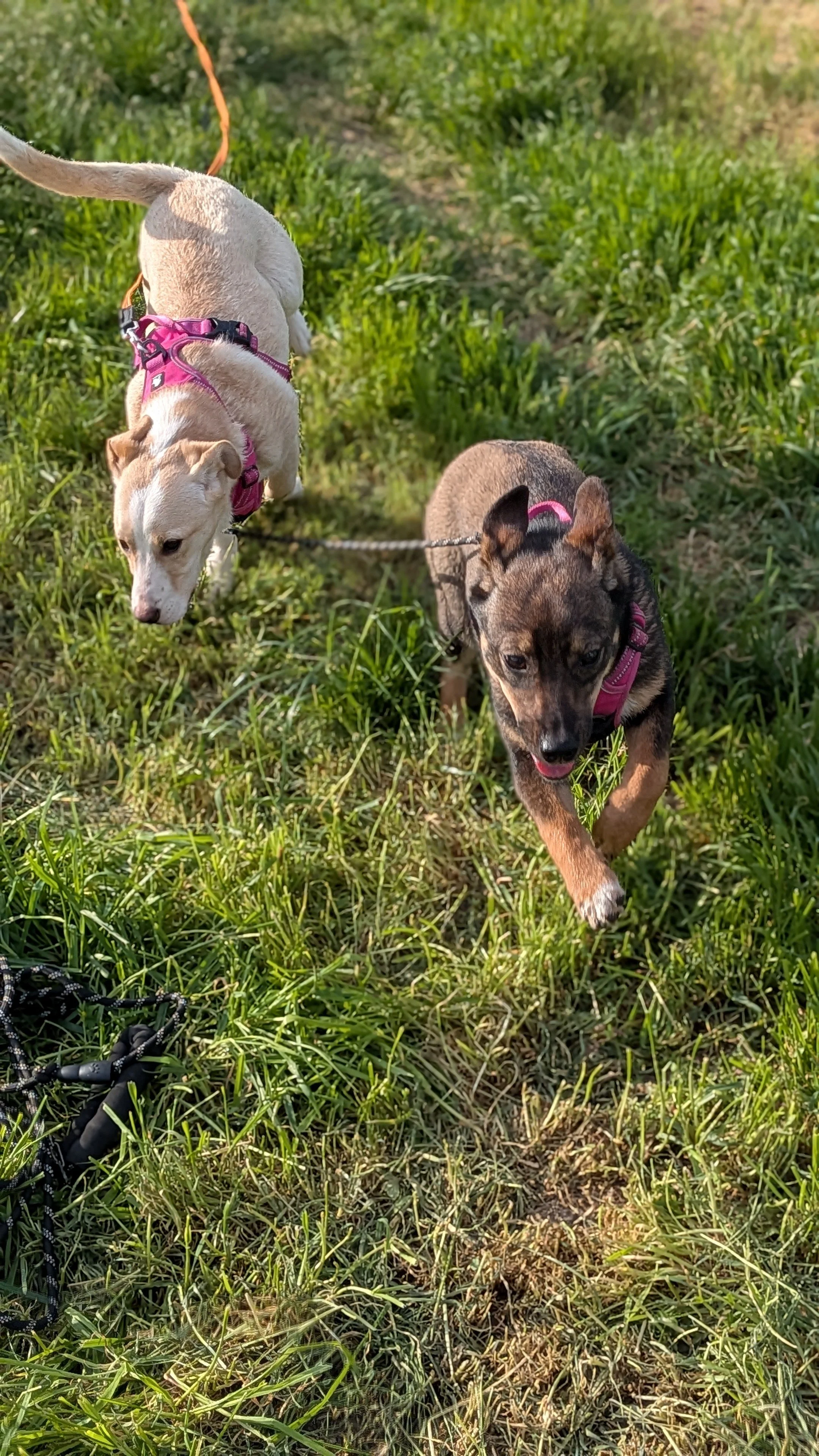 Ella & Greta_PXL_20260419_152512637.PORTRAIT.jpg