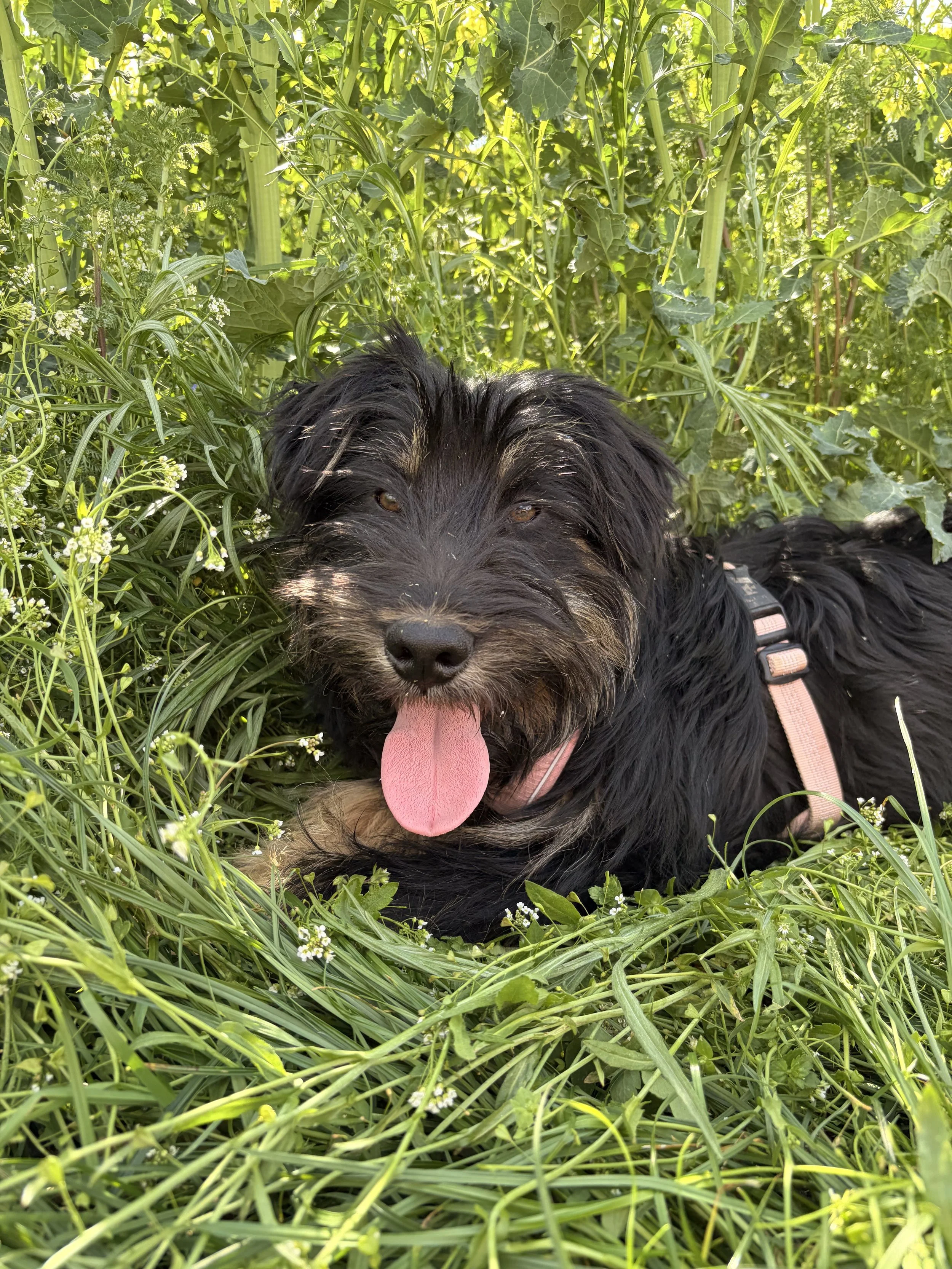 Tibbe_IMG_1652.jpg