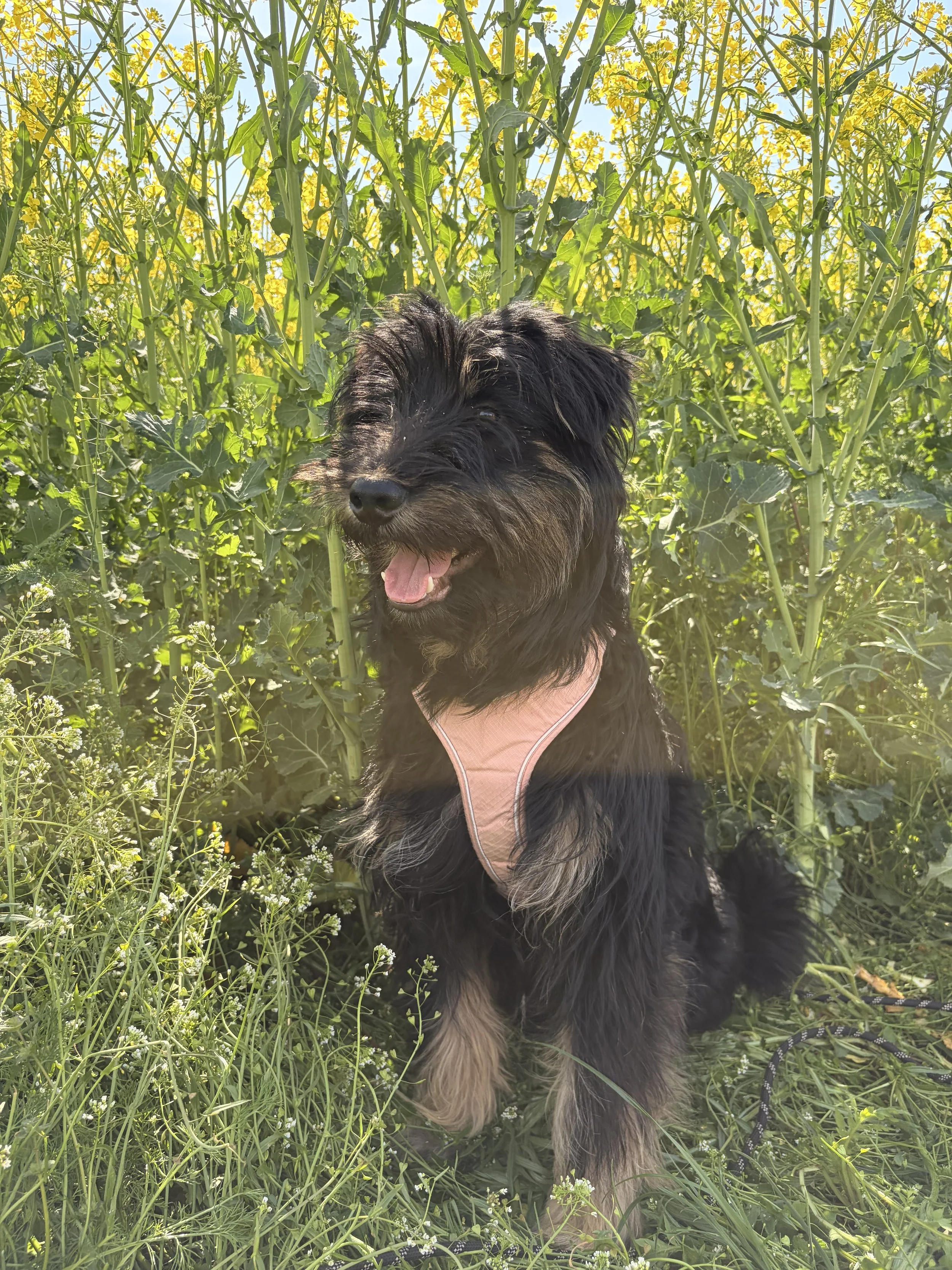 Tibbe_IMG_1673.jpg