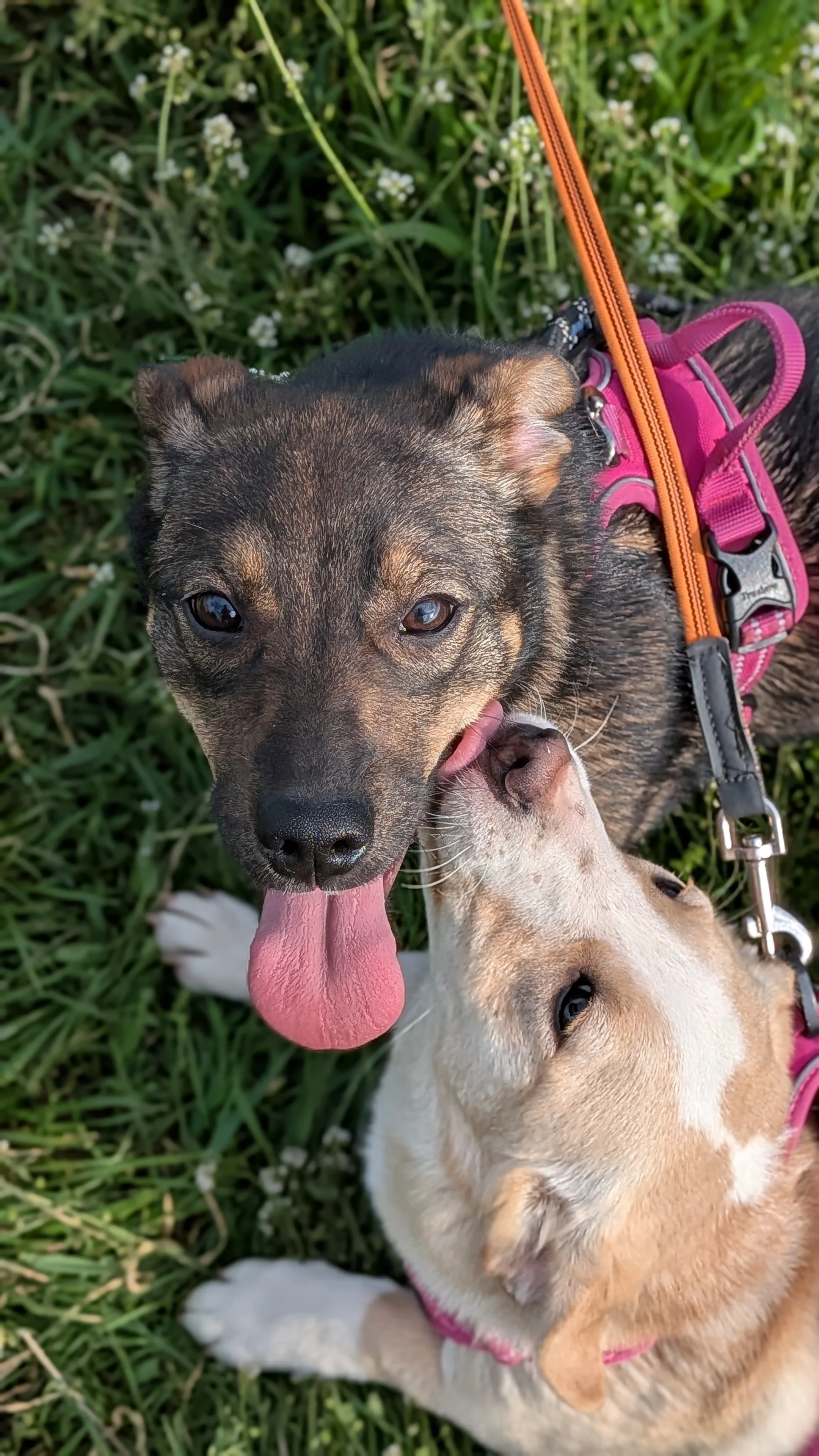 Ella & Greta_PXL_20260419_152018921.PORTRAIT.jpg