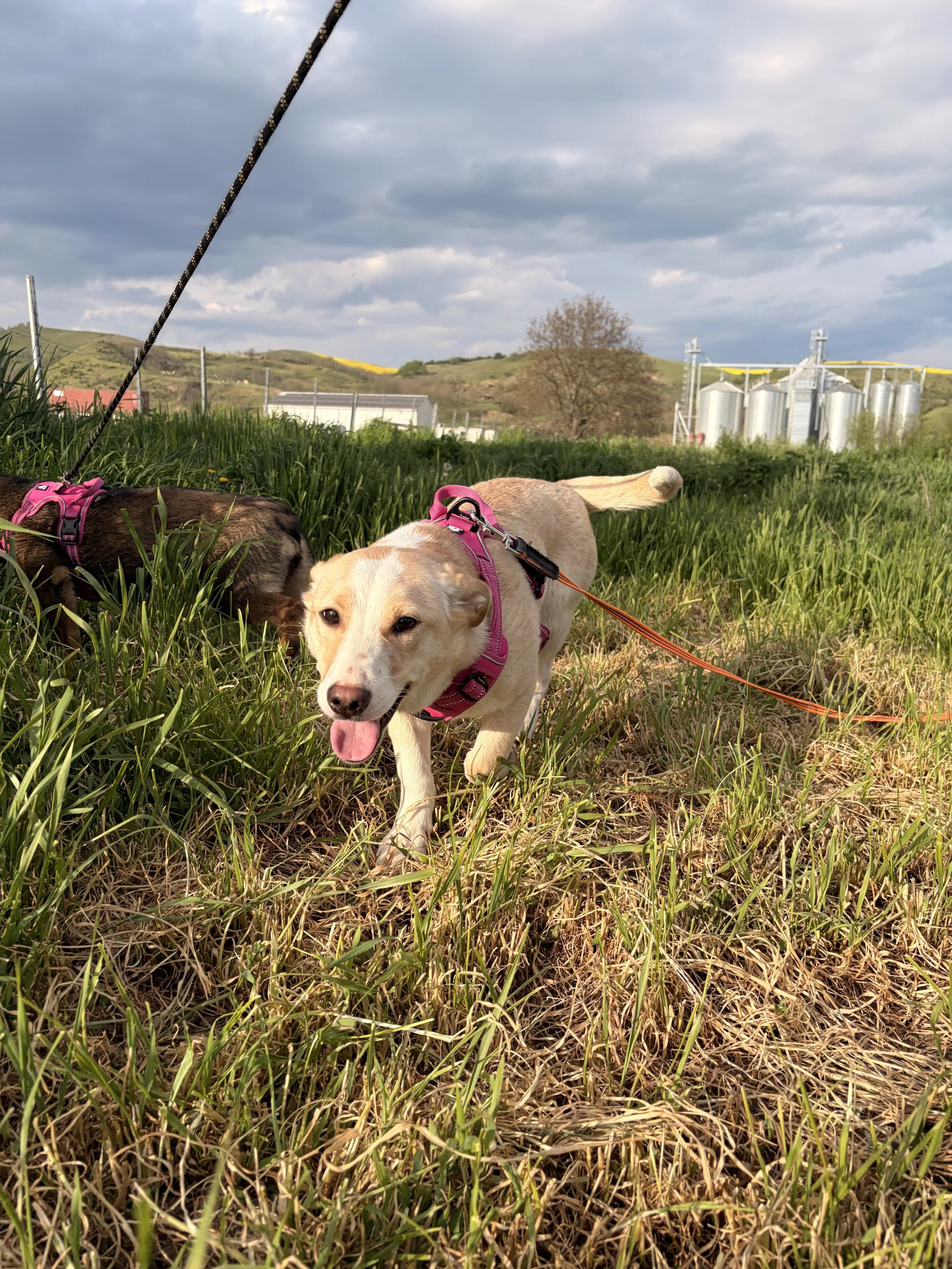 Ella