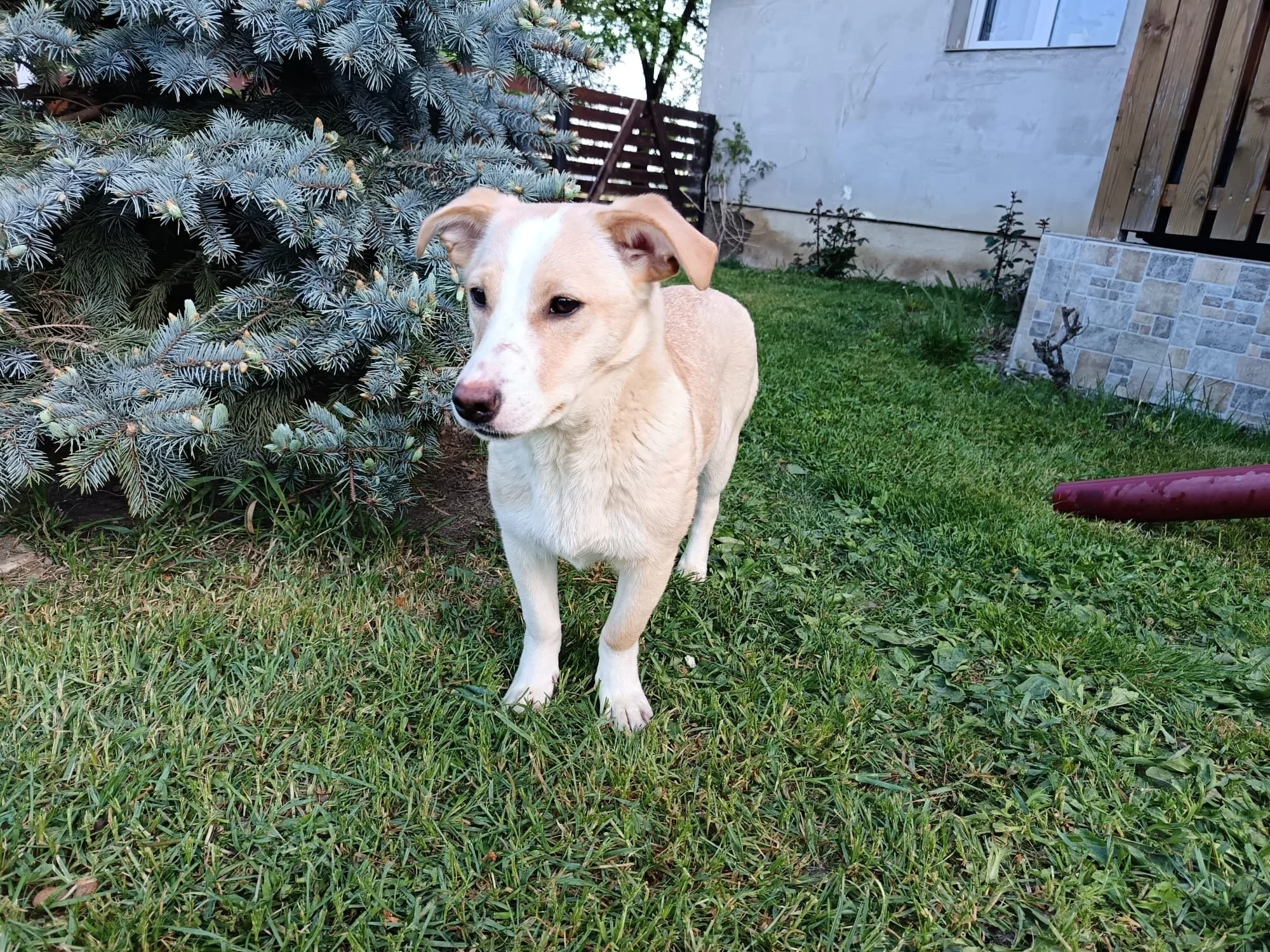 Ella_e0f30430-c3c8-4bf8-a030-ae750d5c72ce.JPG