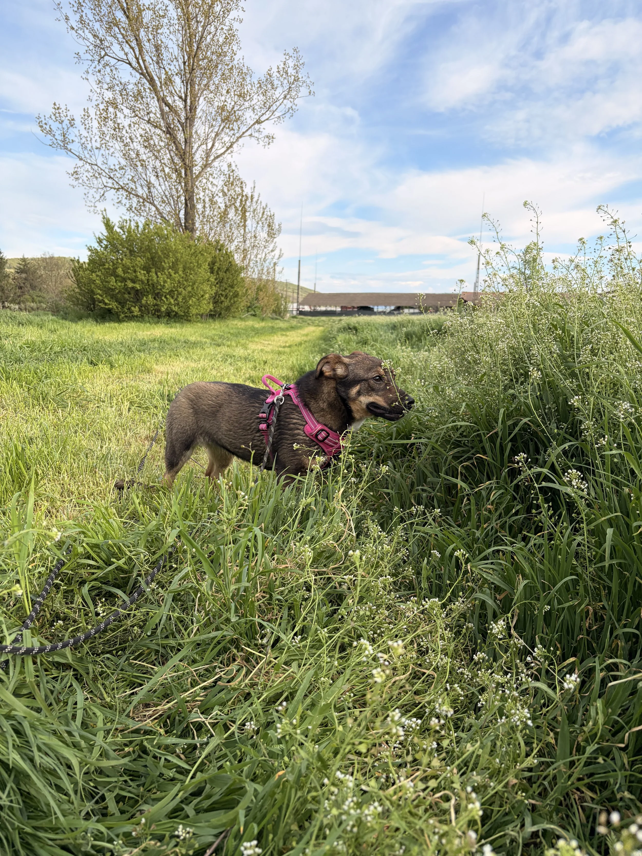 Greta_IMG_1773.jpg