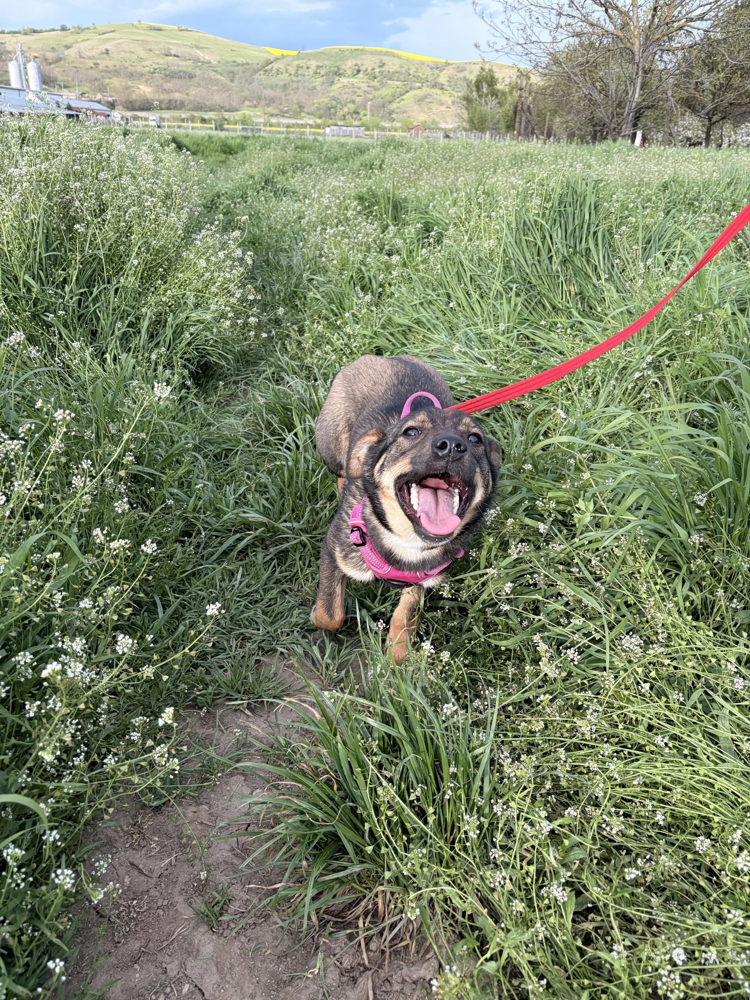Greta_IMG_1724.jpg