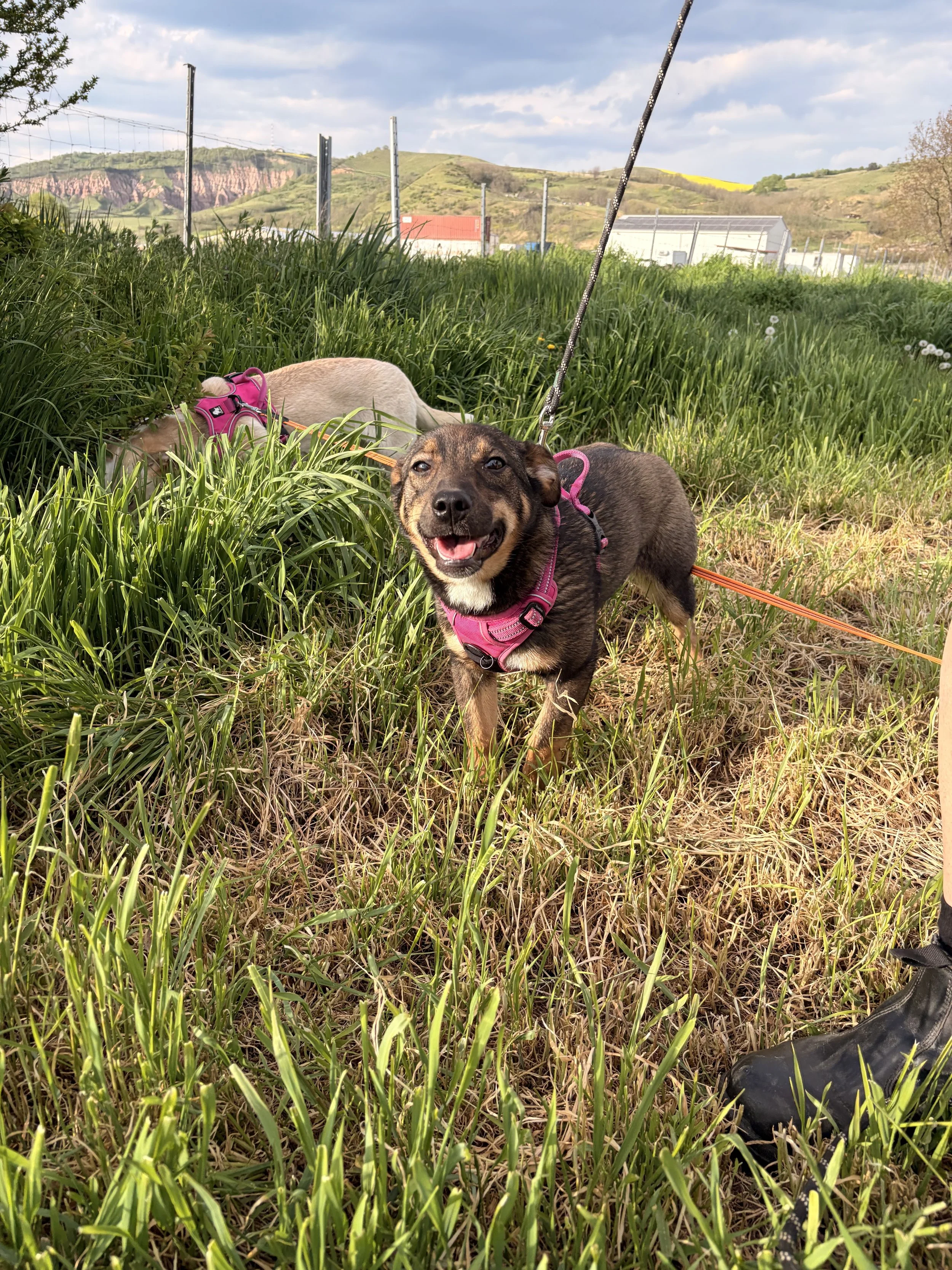 Greta_IMG_1784.jpg